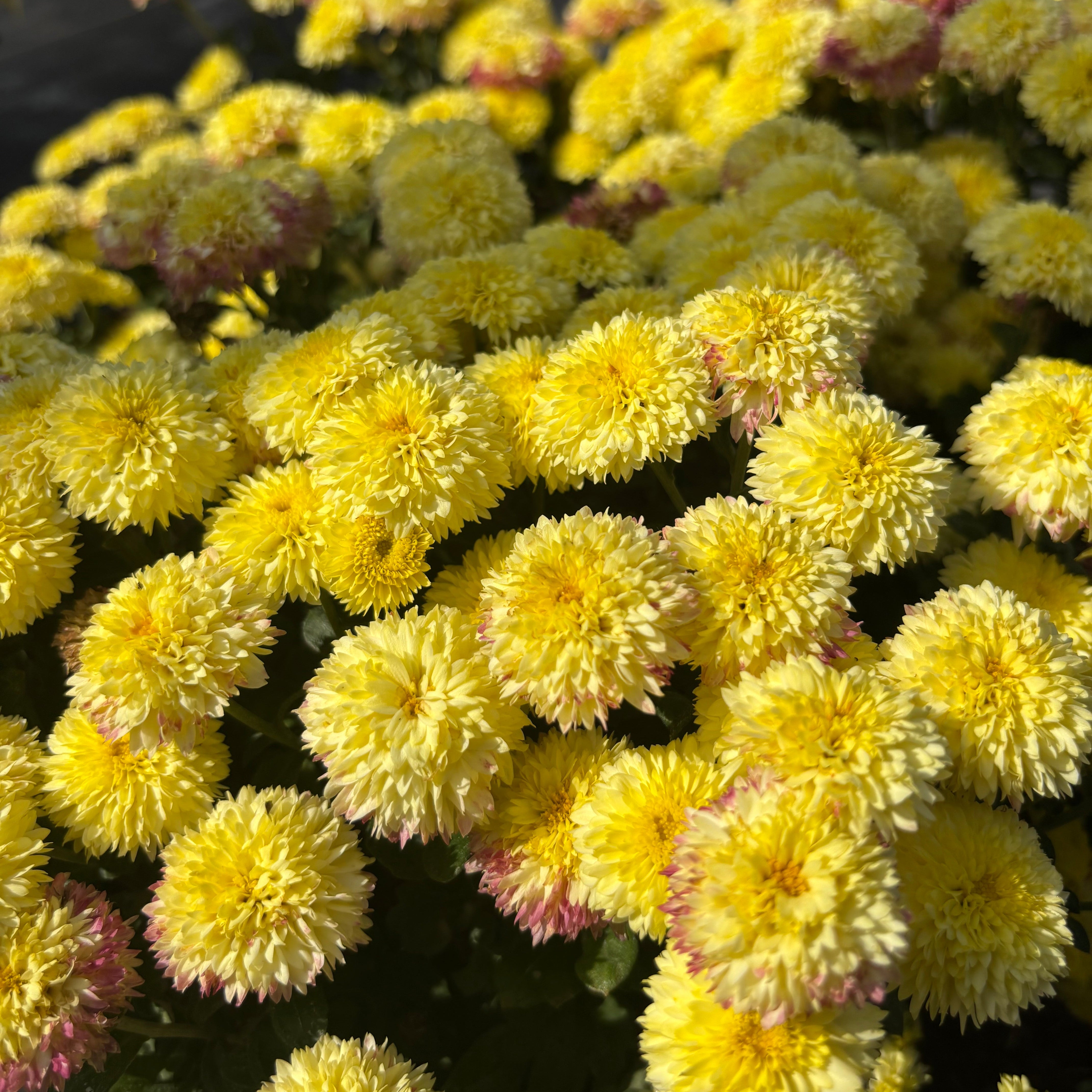Yew Dell Botanical Gardens