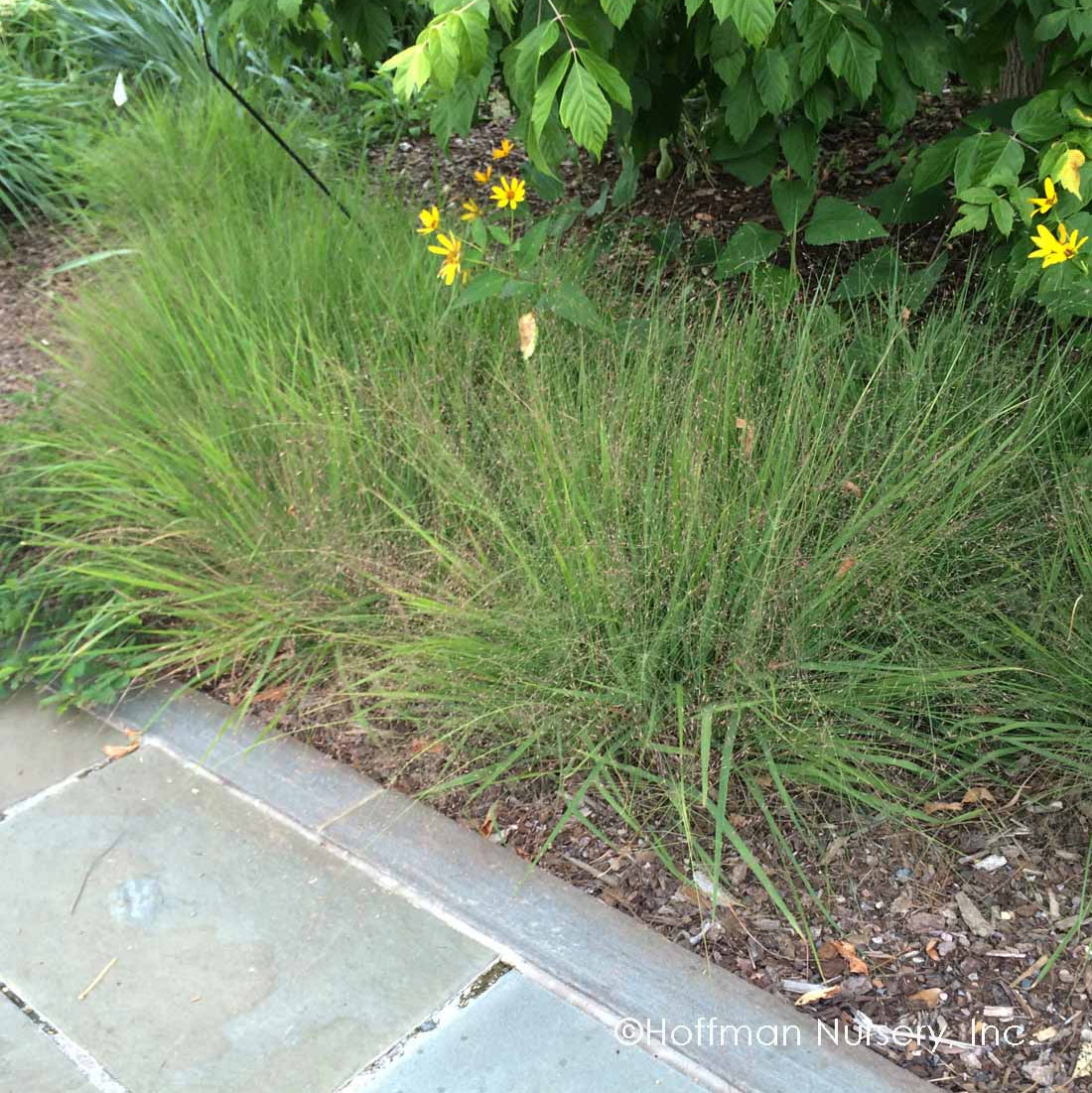 Eragrostis spectabilis (Purple Love Grass)