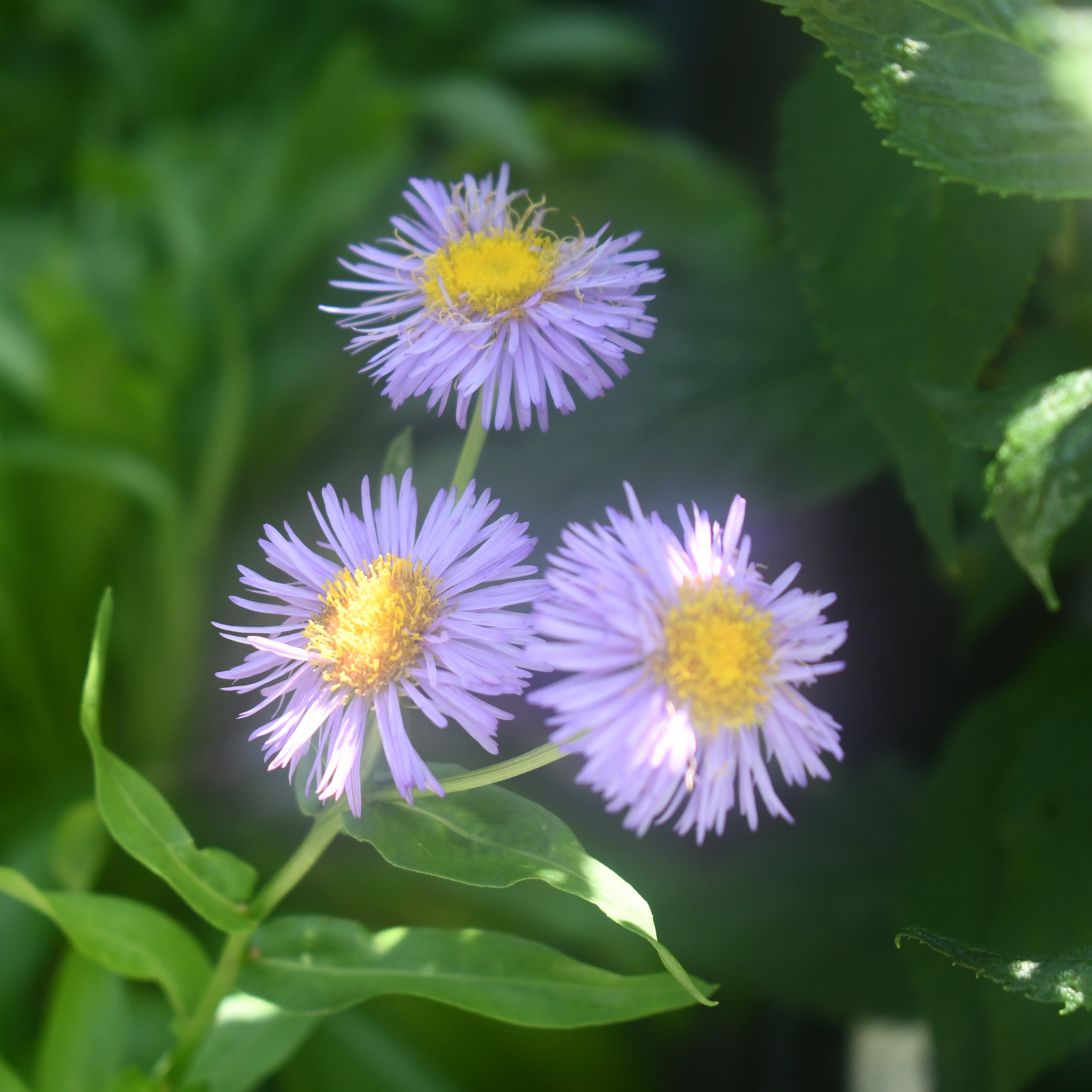 Erigeron 'Azurfee' (Fleabane)