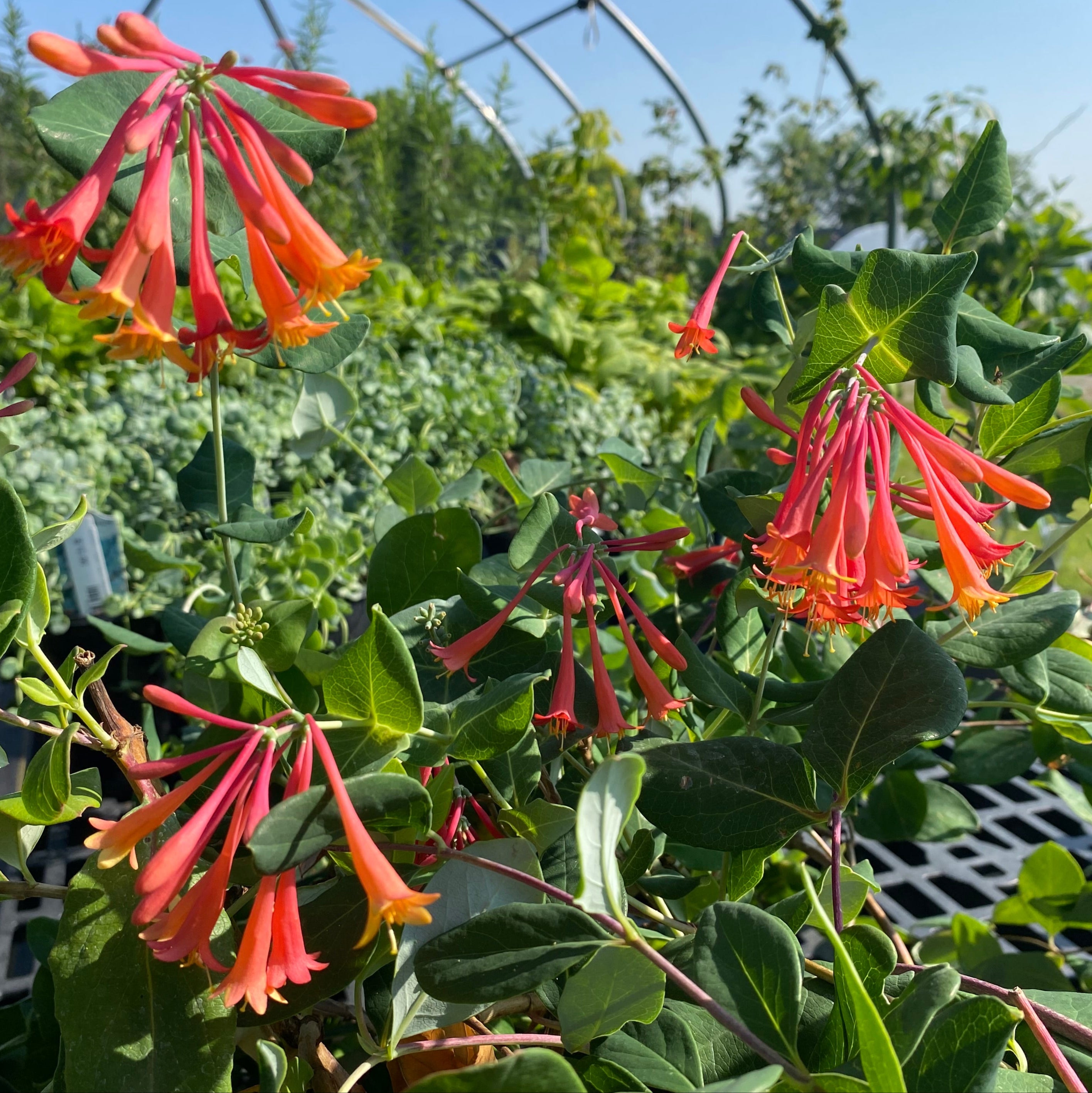 Lonicera sempervirens 'Blanche Sandman' (Coral Honeysuckle)