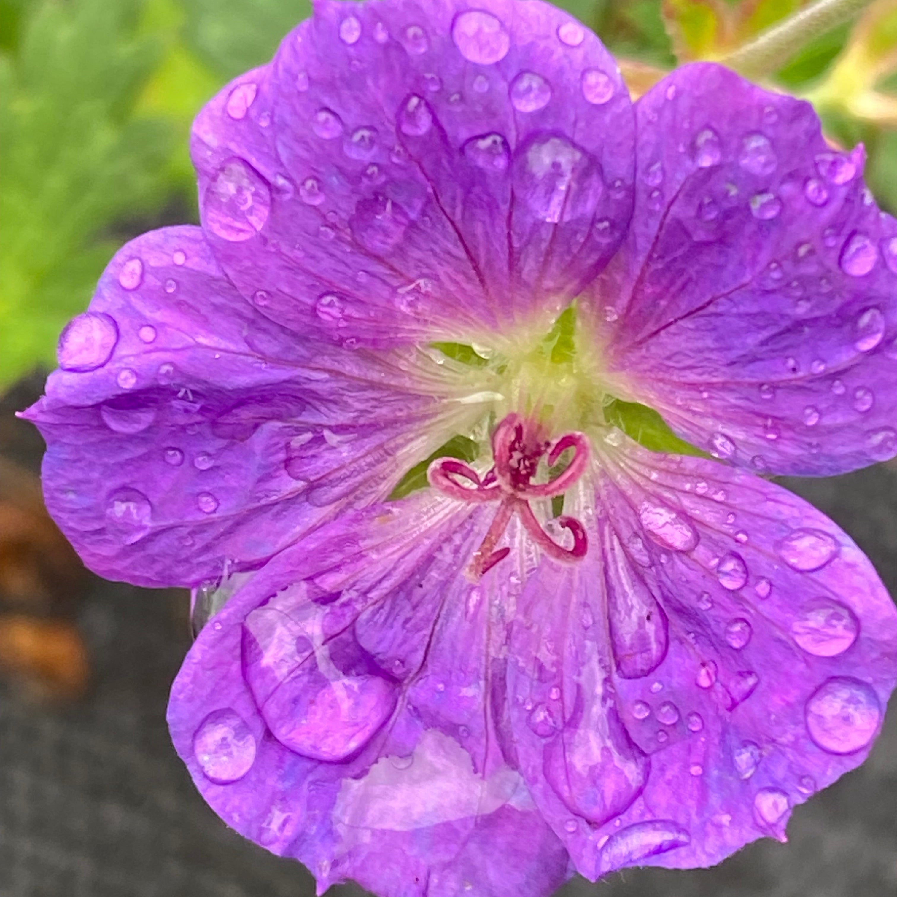 Geranium 'Karmina' (Hardy Geranium)