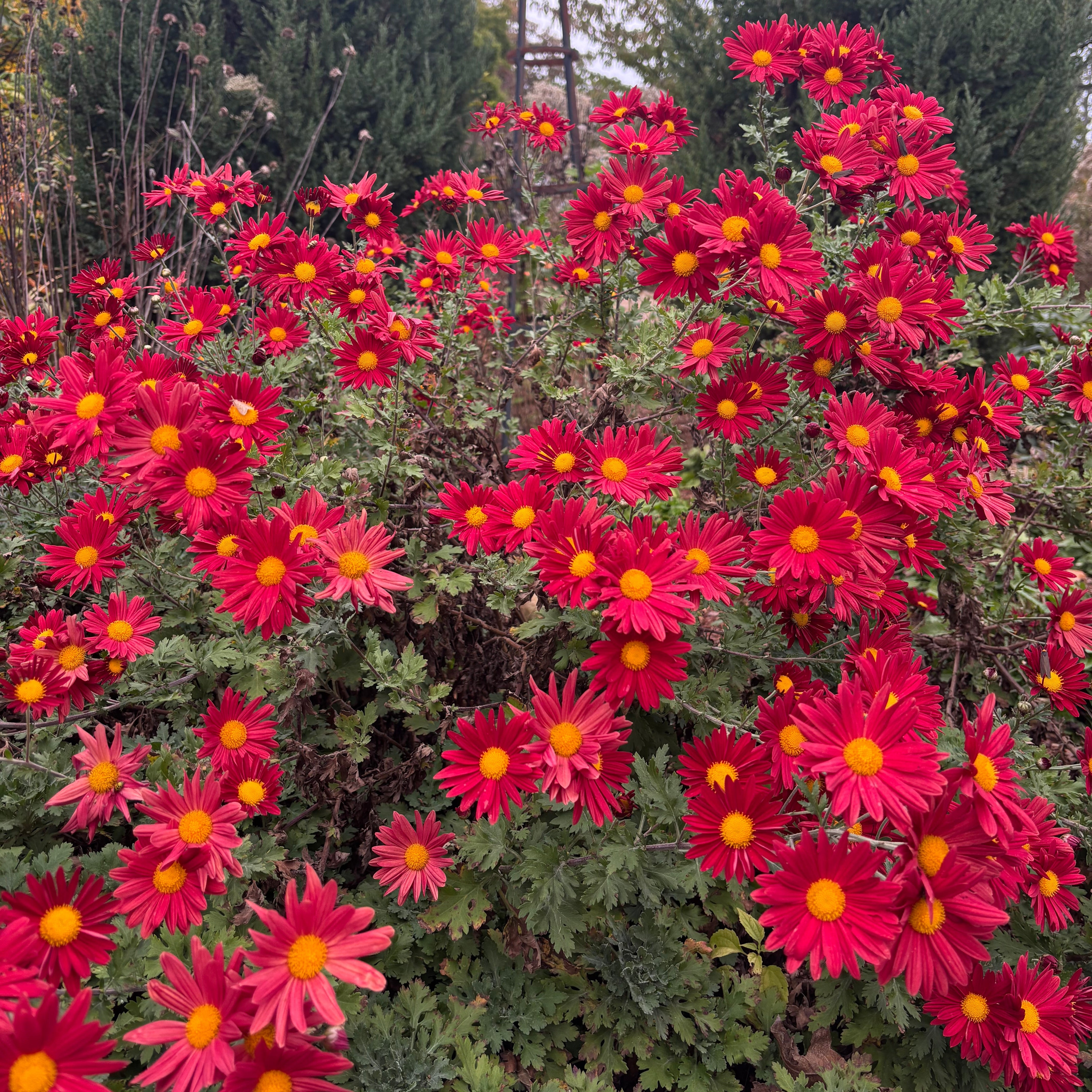 Yew Dell Botanical Gardens