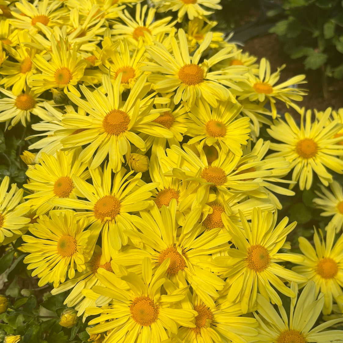 Yew Dell Botanical Gardens