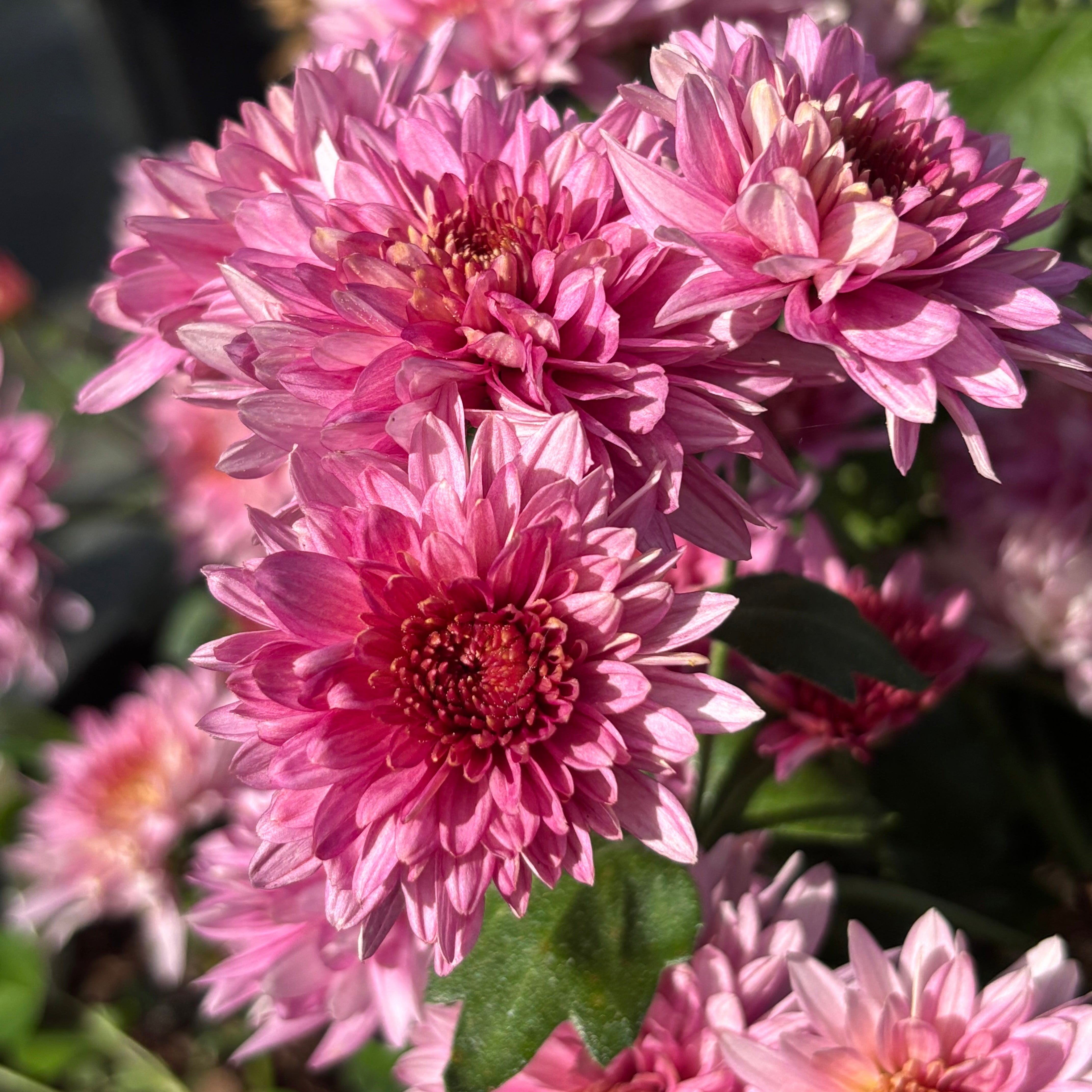 Yew Dell Botanical Gardens