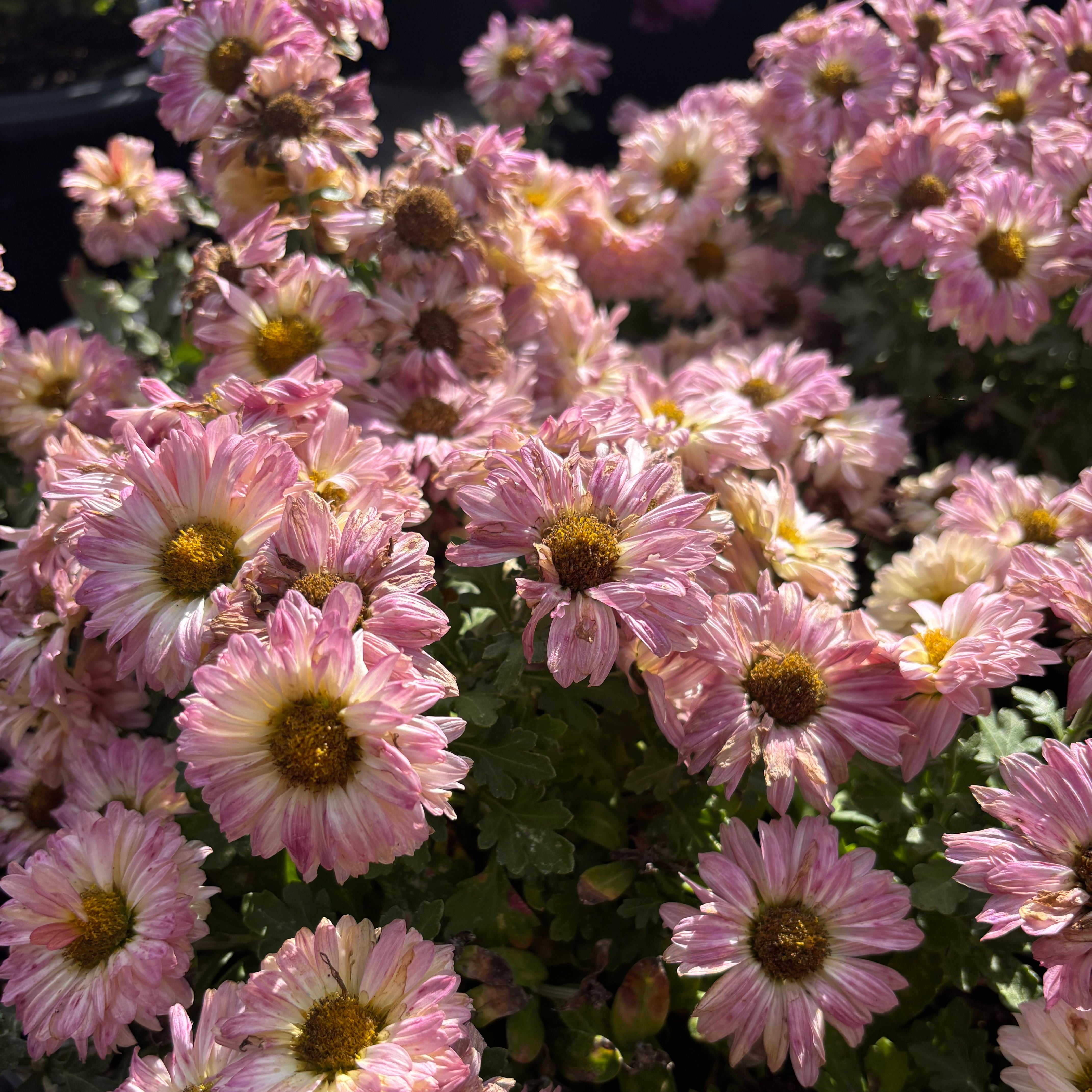 Chrysanthemum 'Mammoth Coral Daisy' (Hardy Garden Mum)