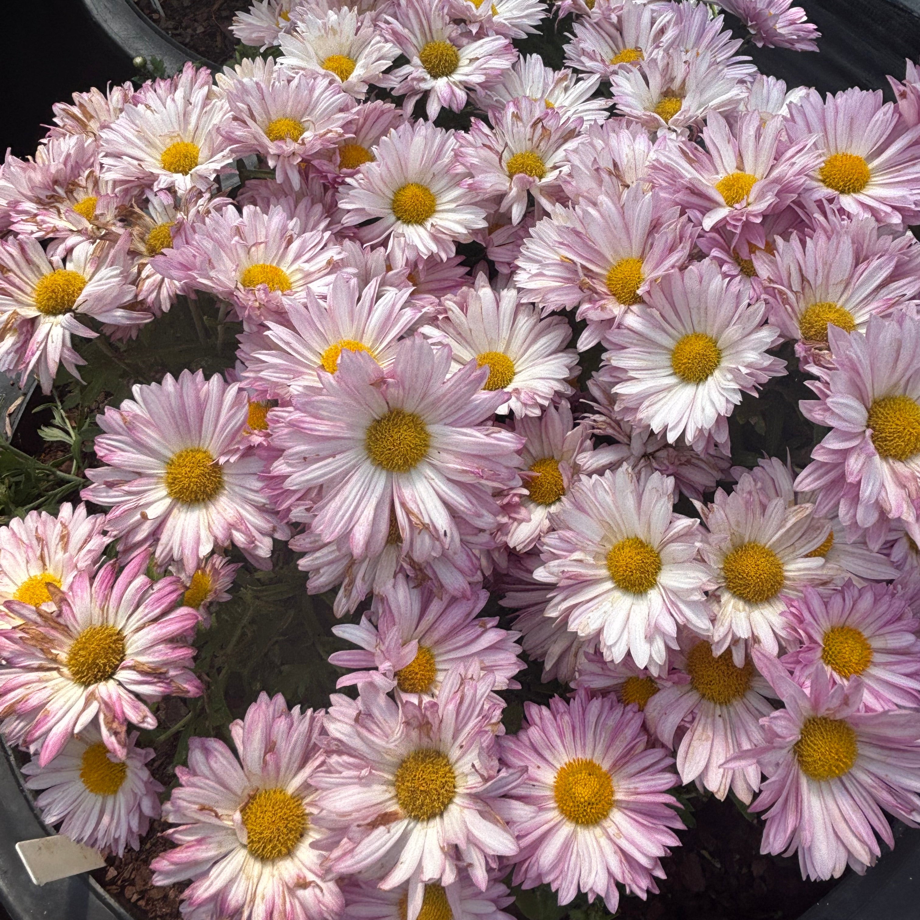Yew Dell Botanical Gardens