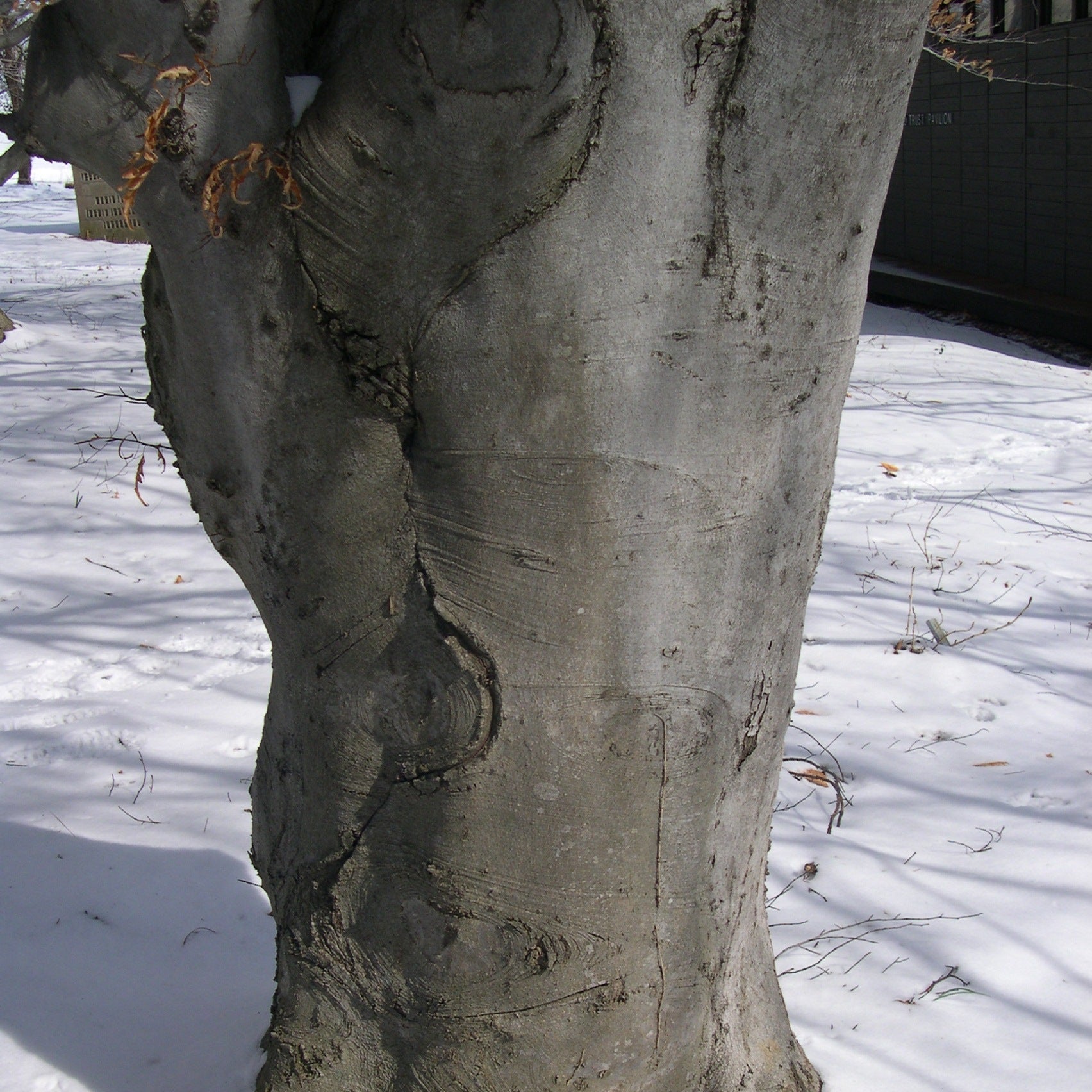 Fagus sylvatica (European Beech)