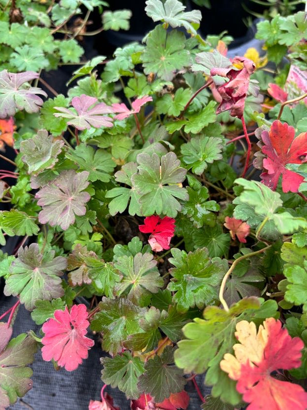 Geranium 'Karmina' (Hardy Geranium)