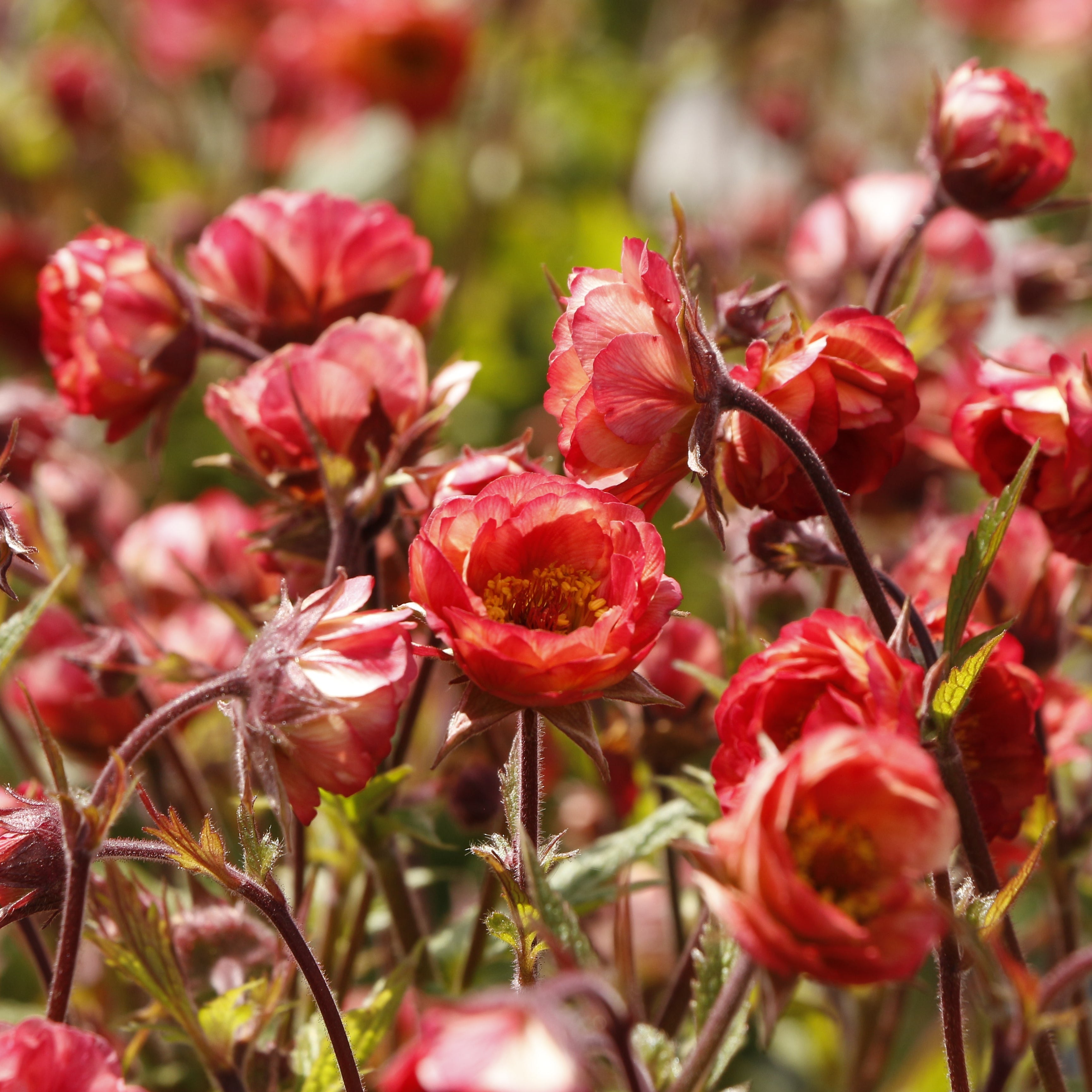Geum TEMPO 'Coral' (Avens)