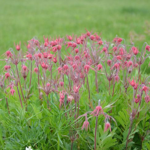 Geum triflorum (Prairie Smoke)
