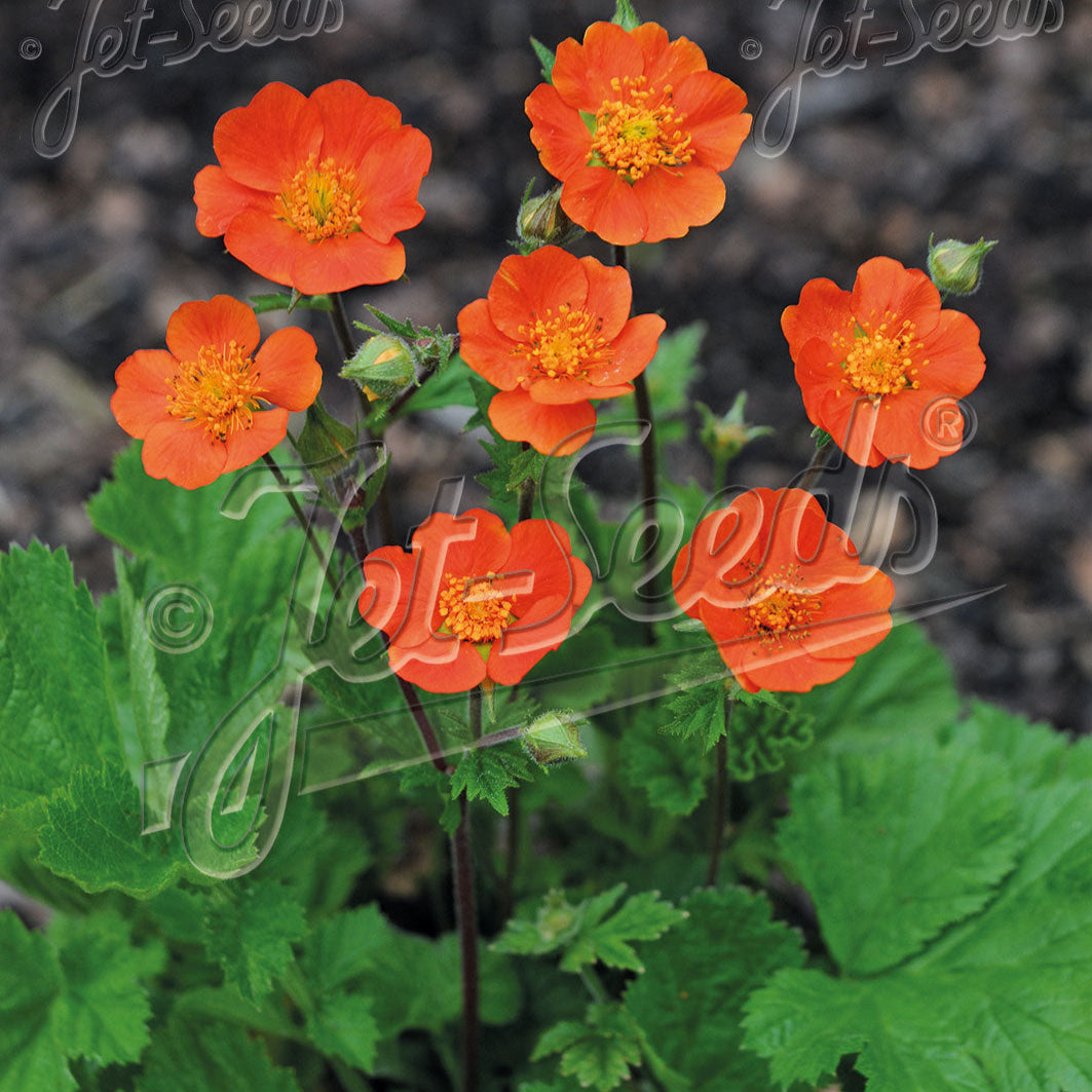Geum coccineum 'Koi' (Avens)