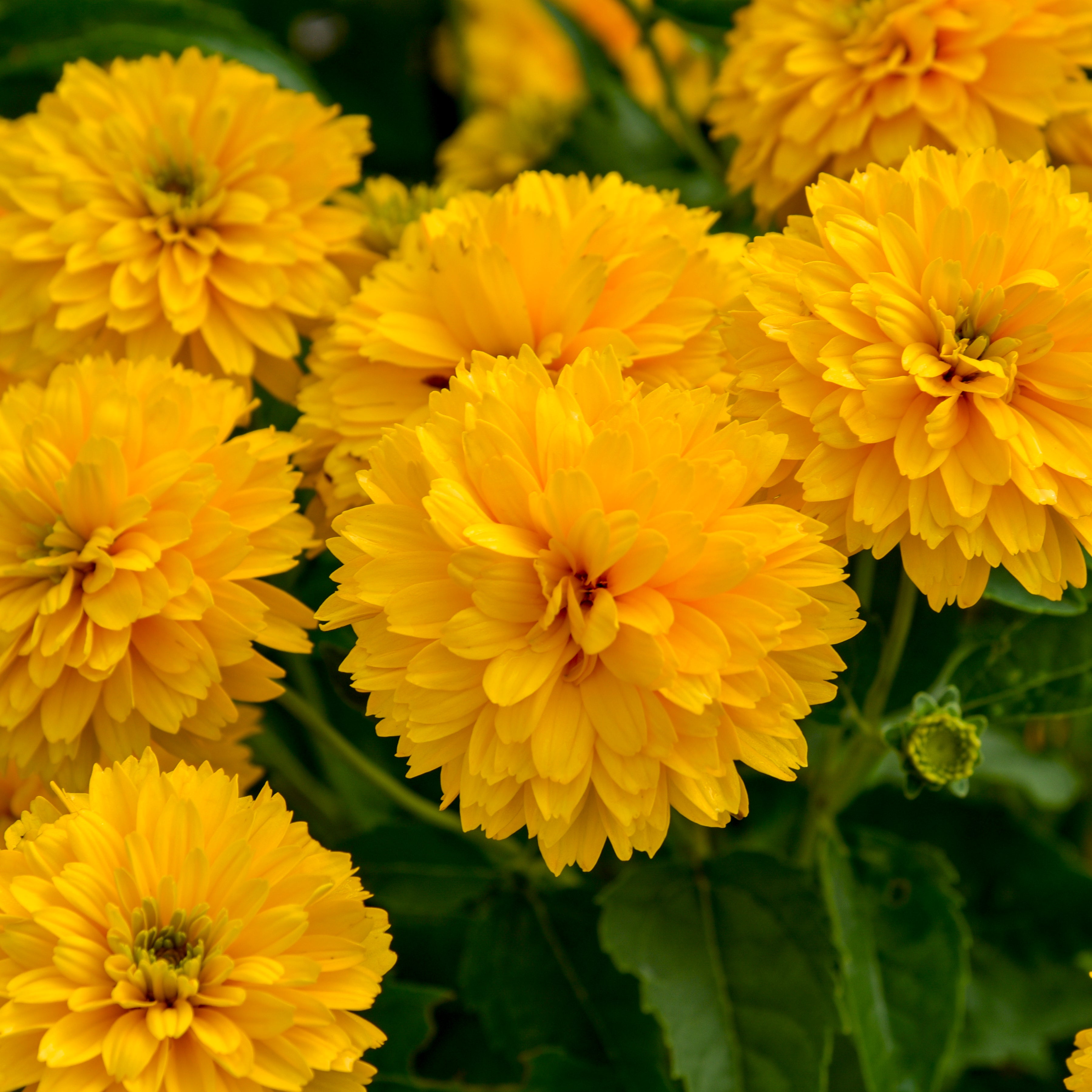 Heliopsis helianthoides 'Rays for Days' (False Sunflower)