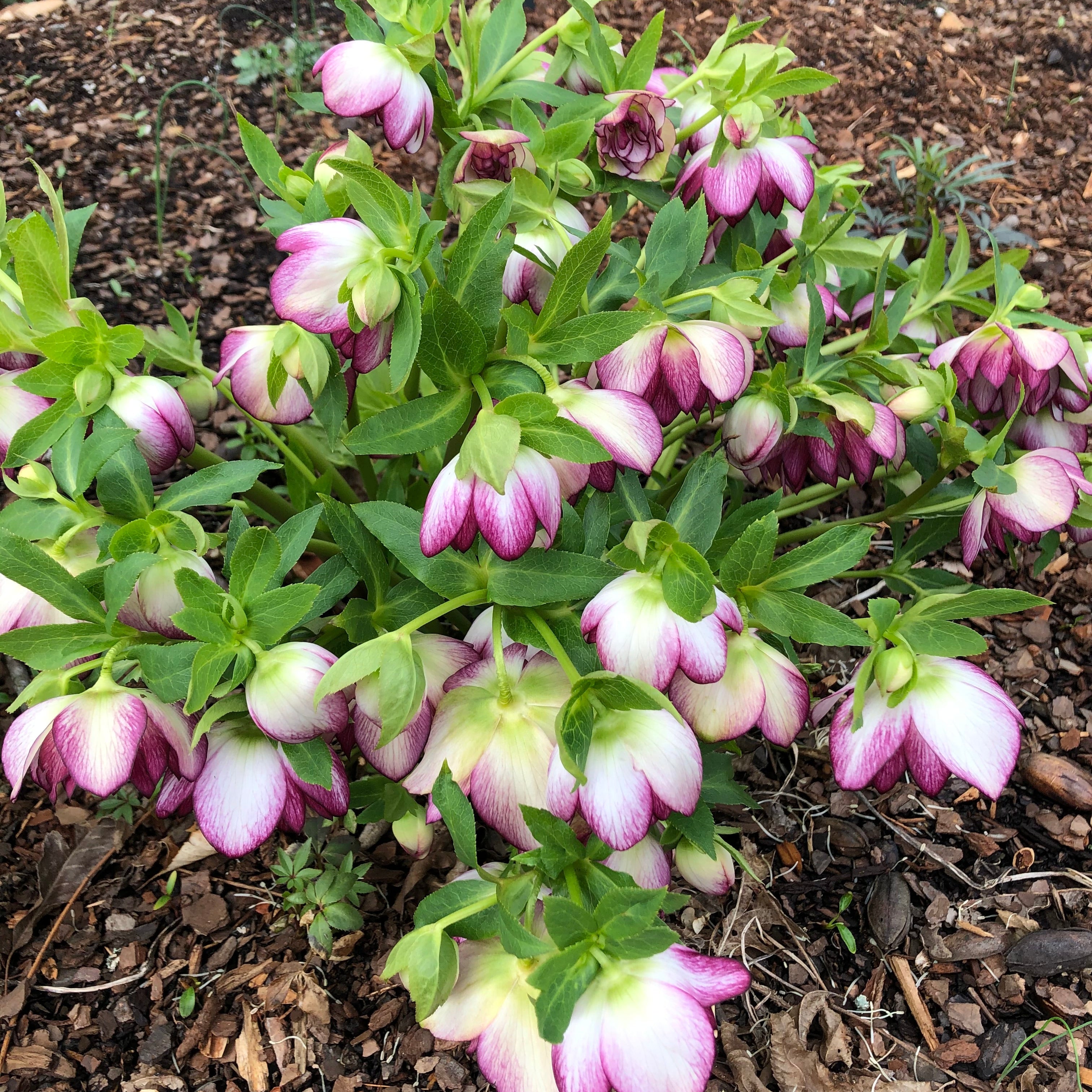 Helleborus 'Blushing Bridesmaid' (Lenten Rose)