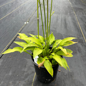 Hosta 'Feather Boa' (Plantain Lily)