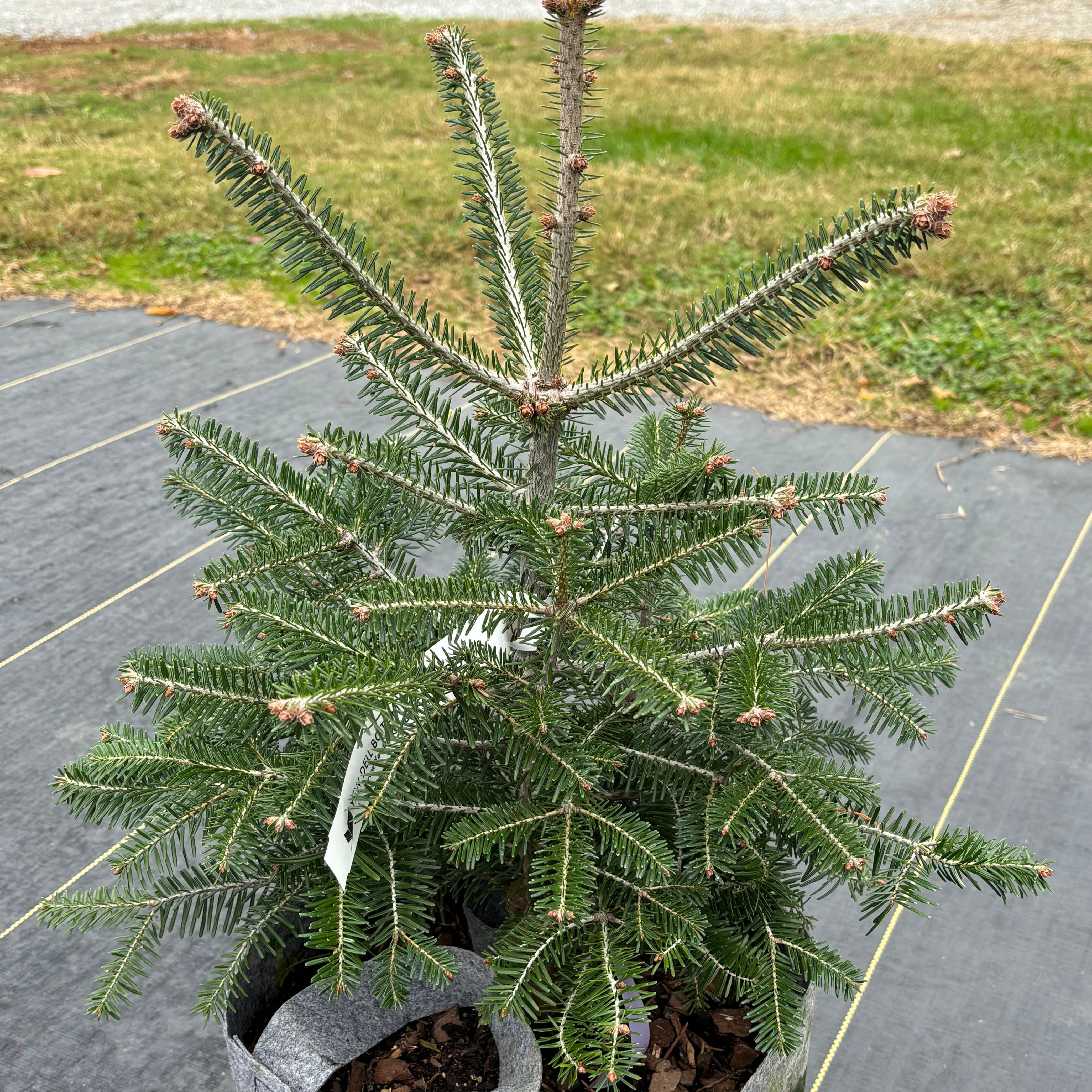 Abies bornmuelleriana (Turkish Fir)