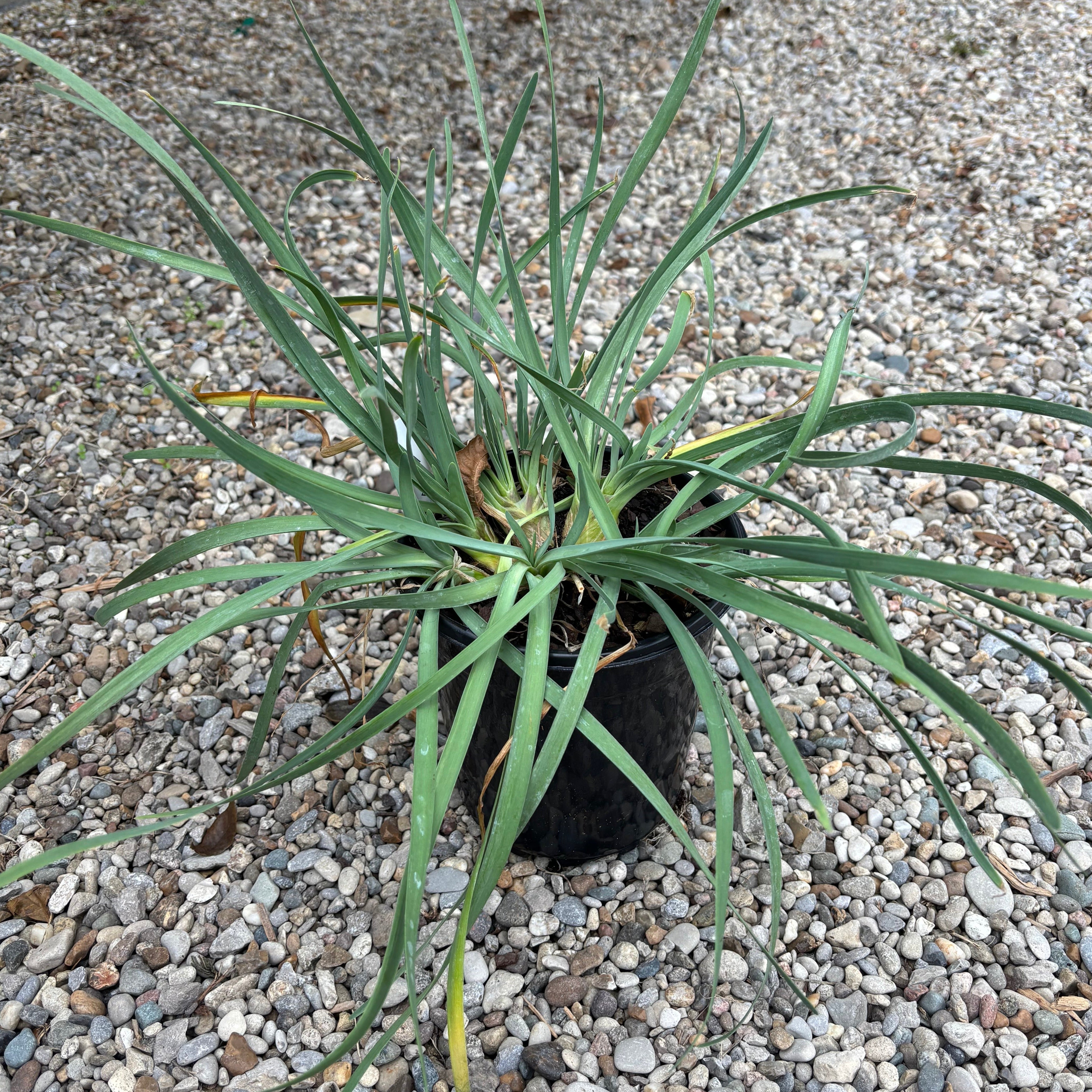 Allium 'Medusa' (Ornamental Onion)