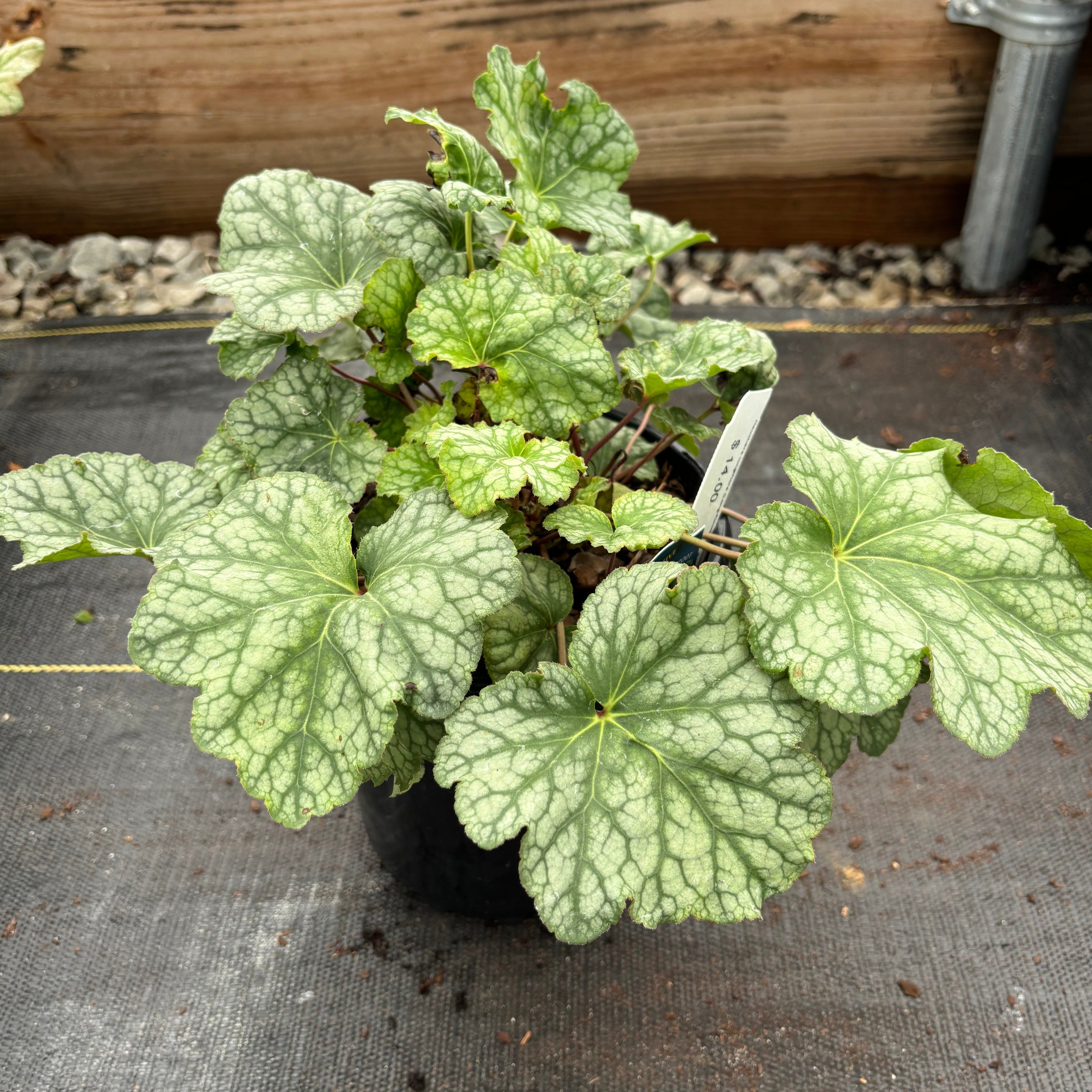 Heuchera longiflora (Long-flowered Alumroot)