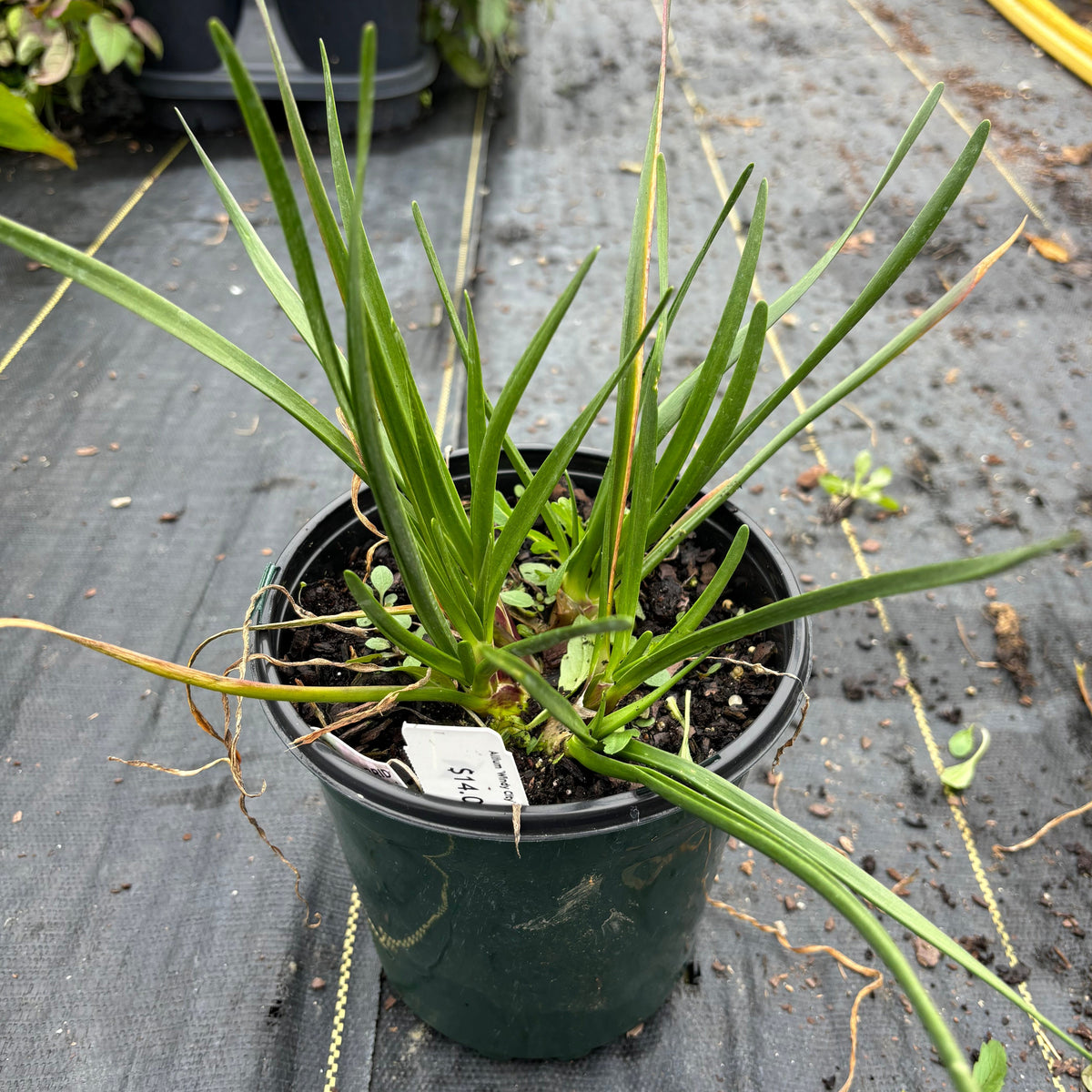 Allium 'Windy City' (Ornamental Onion) – Yew Dell Botanical Gardens