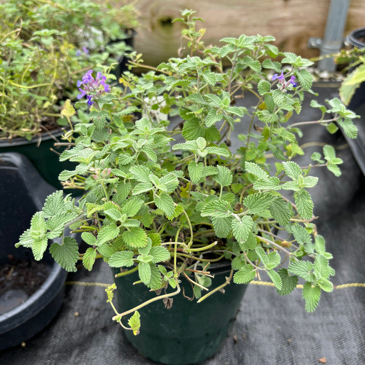 Nepeta 'Early Bird' (Catmint) – Yew Dell Botanical Gardens