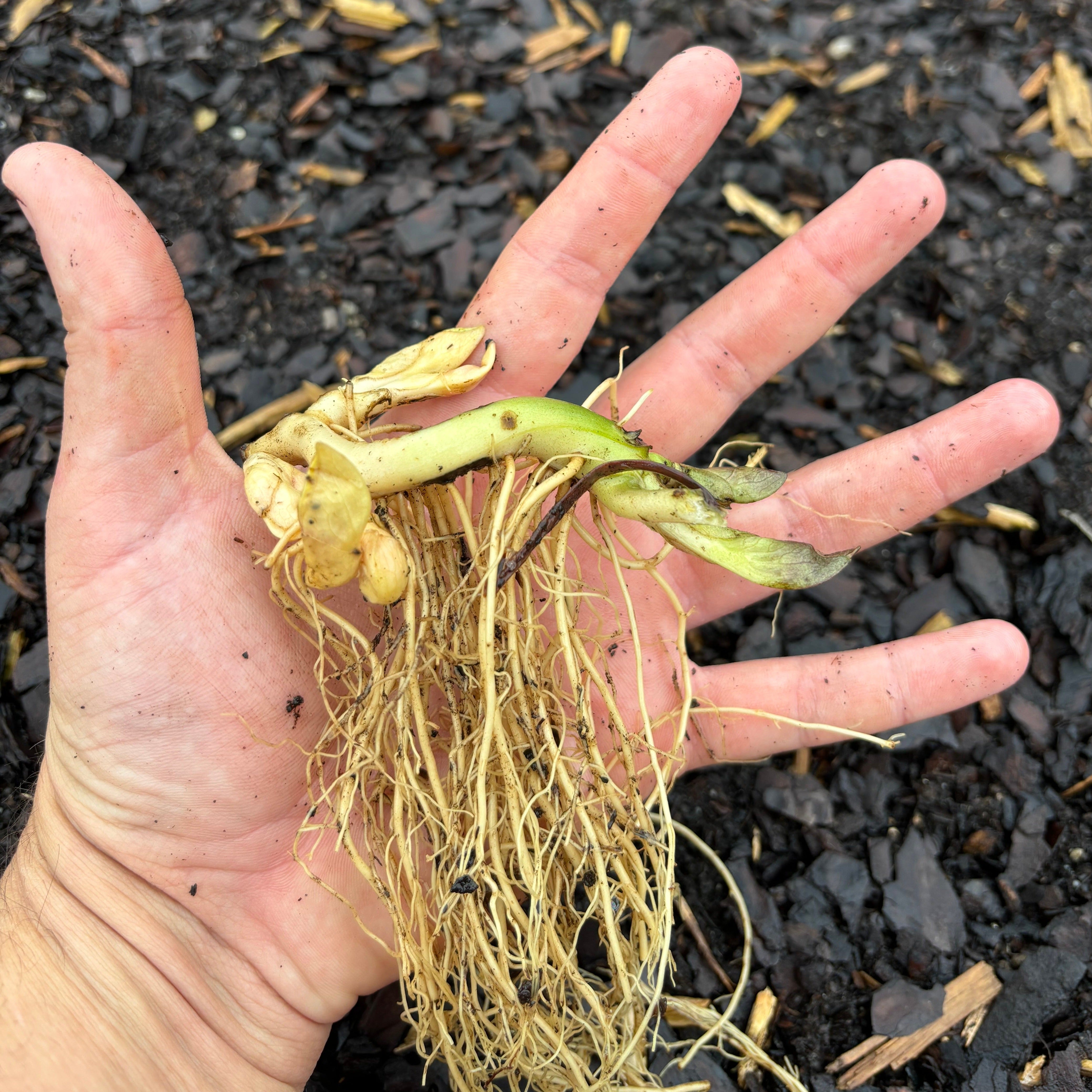 Asarum canadense (Wild Ginger)