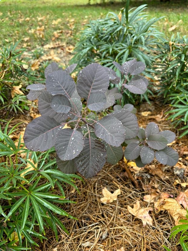 Cotinus coggygria 'NCCO1' (Winecraft Black® Smoketree)