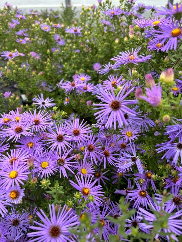 Symphyotrichum oblongifolium 'Raydon's Favorite' (Fragrant Aster)