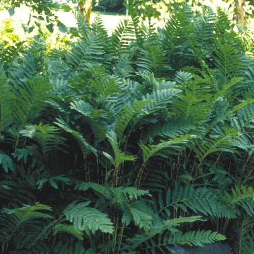 Yew Dell Botanical Gardens