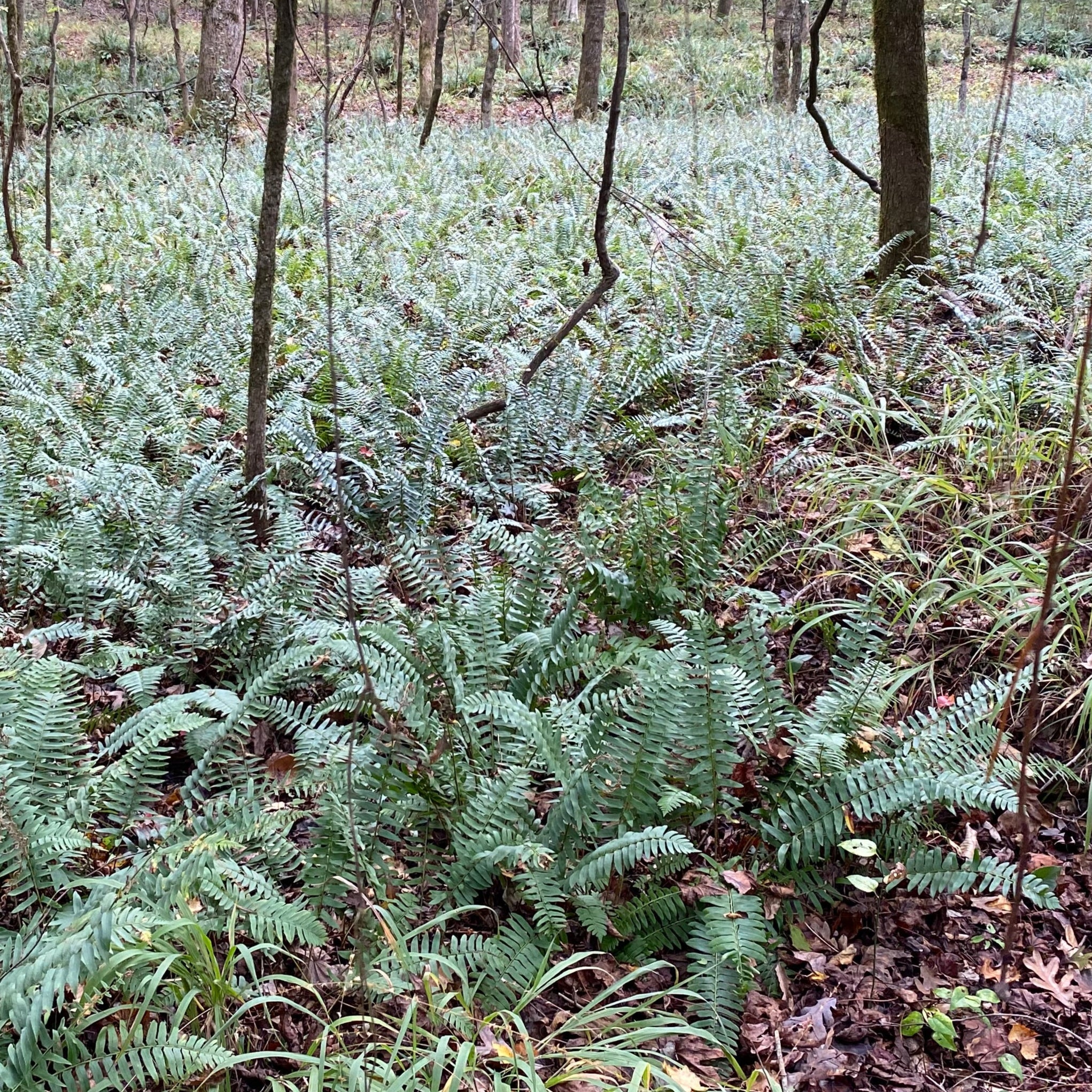 Yew Dell Botanical Gardens