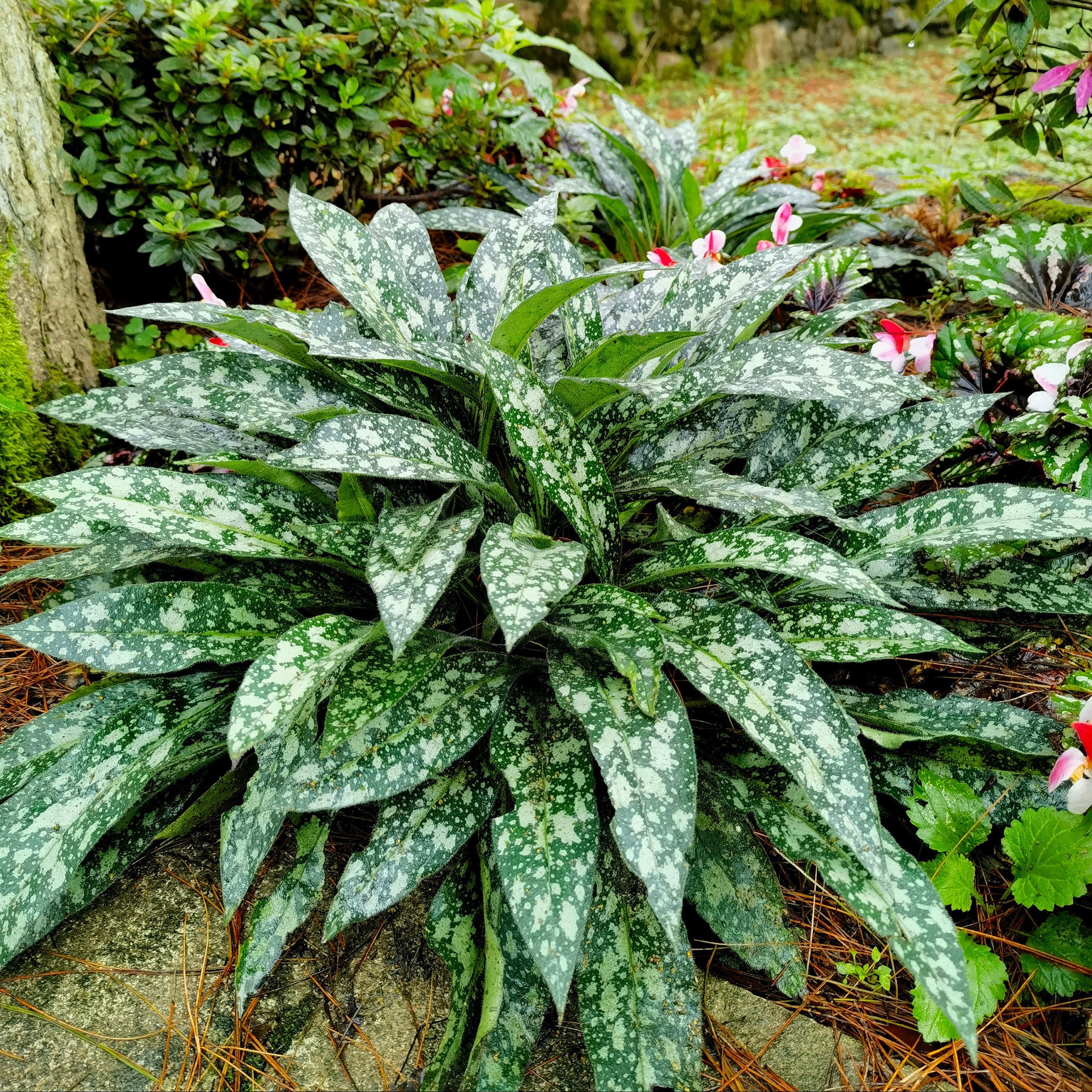 Pulmonaria 'Trevi Fountain' (Lungwort)