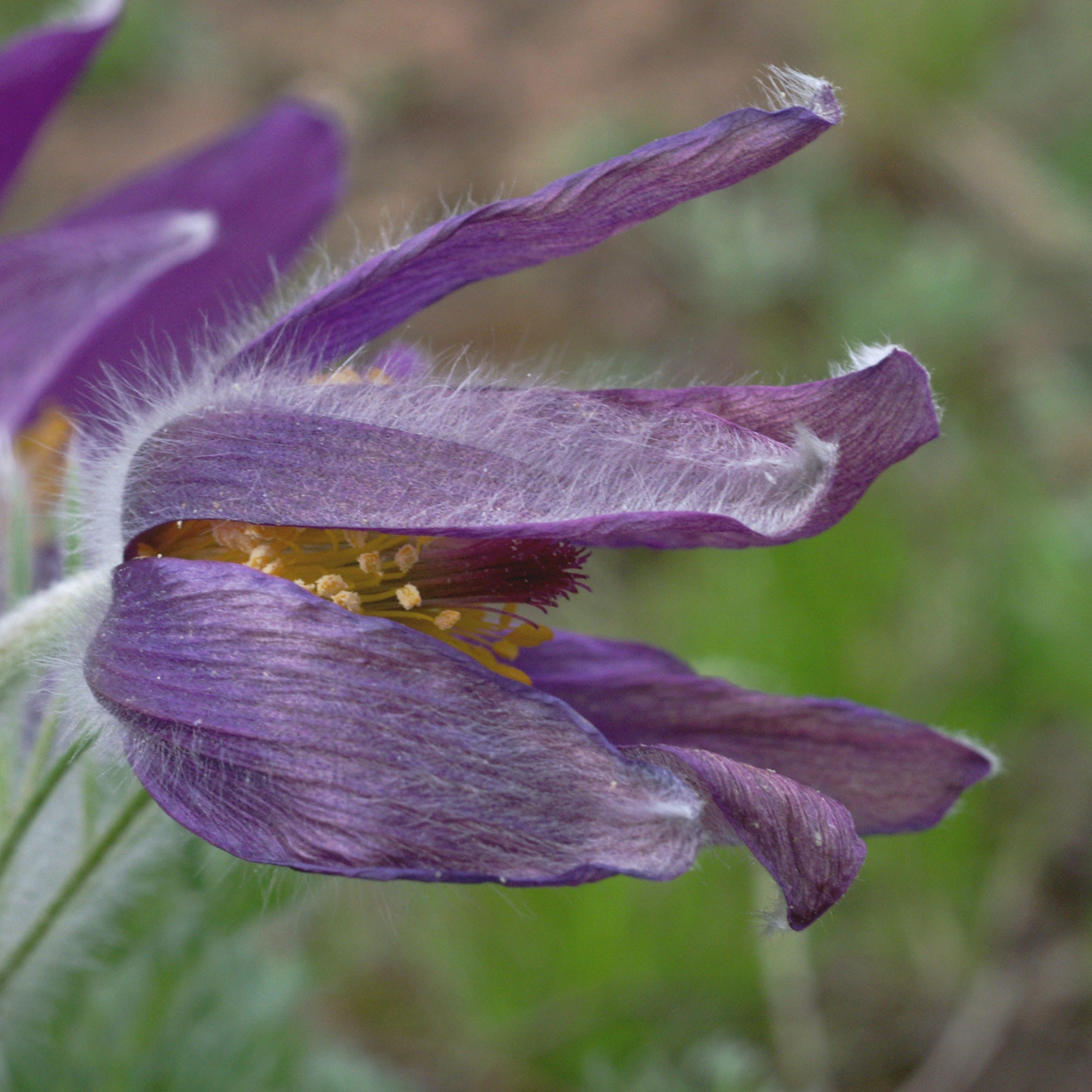 Pulsatilla vulgaris (Pasque Flower)