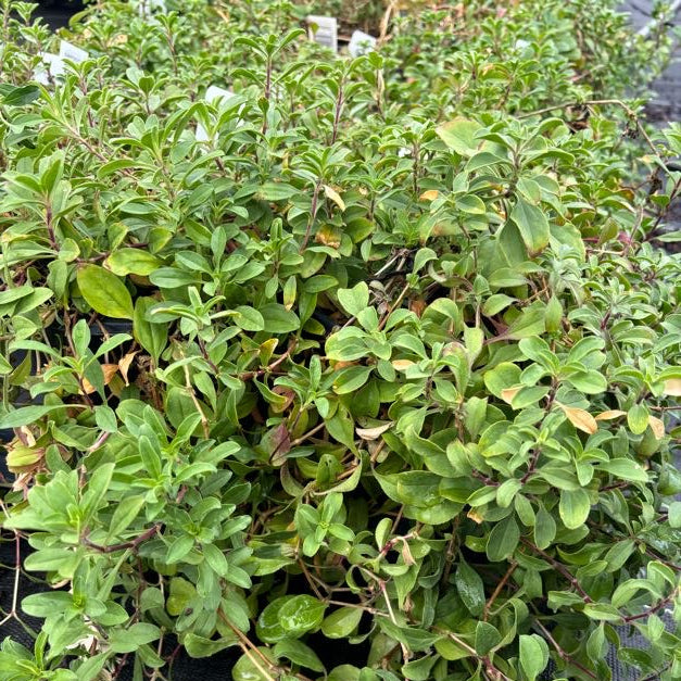 Saponaria ocymoides (Rock Soapwort)