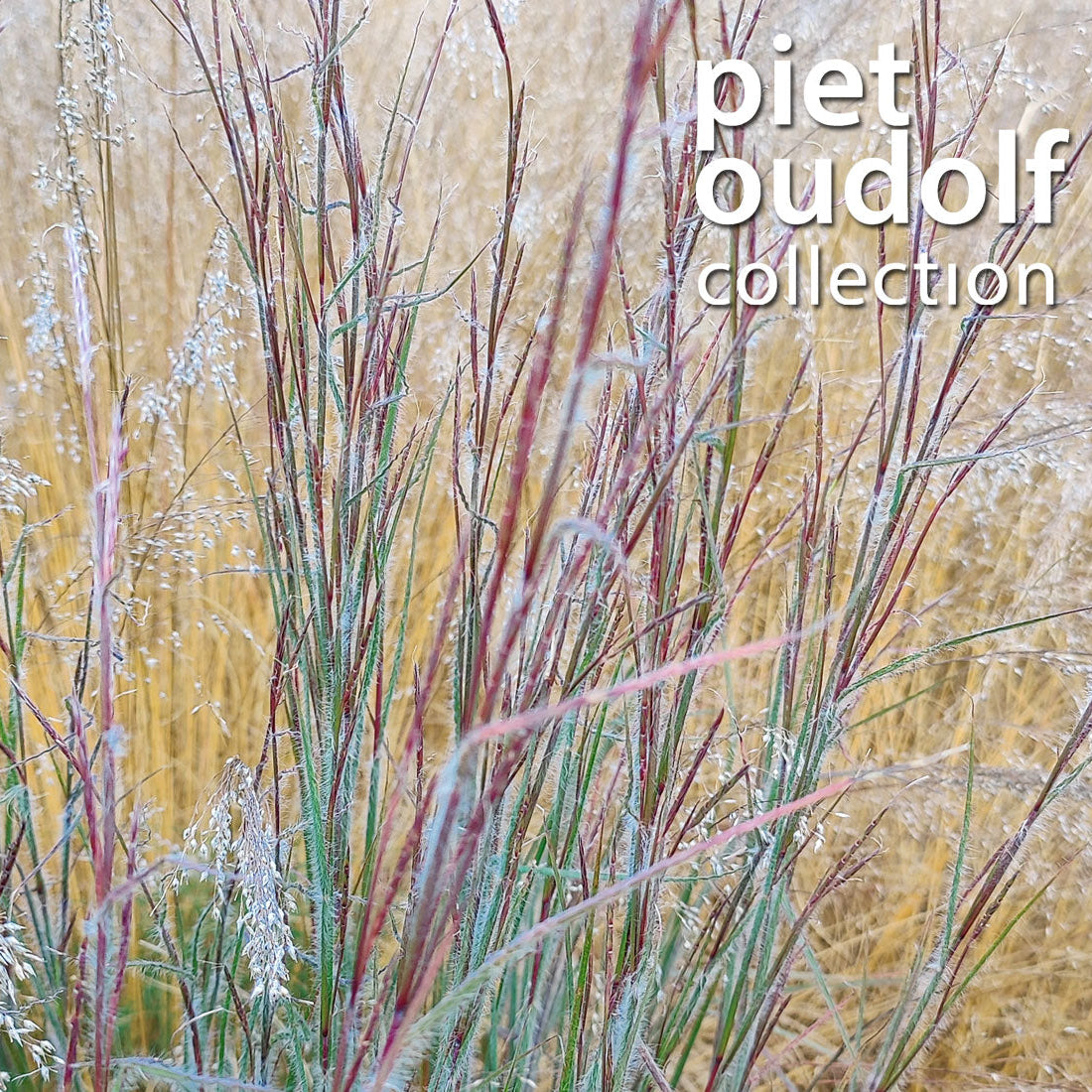 Shizachyrium scoparium 'Ha Ha Tonka' (Little Bluestem)