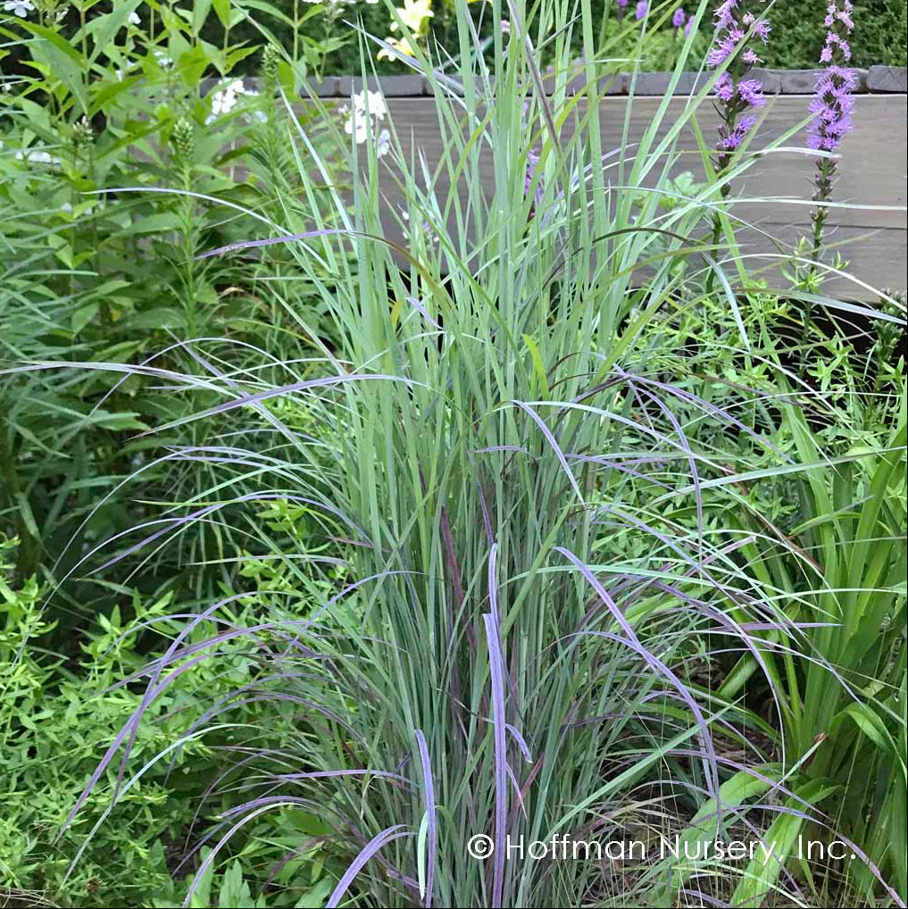 Schizachyrium scoparium 'Twilight Zone' (Little Bluestem)