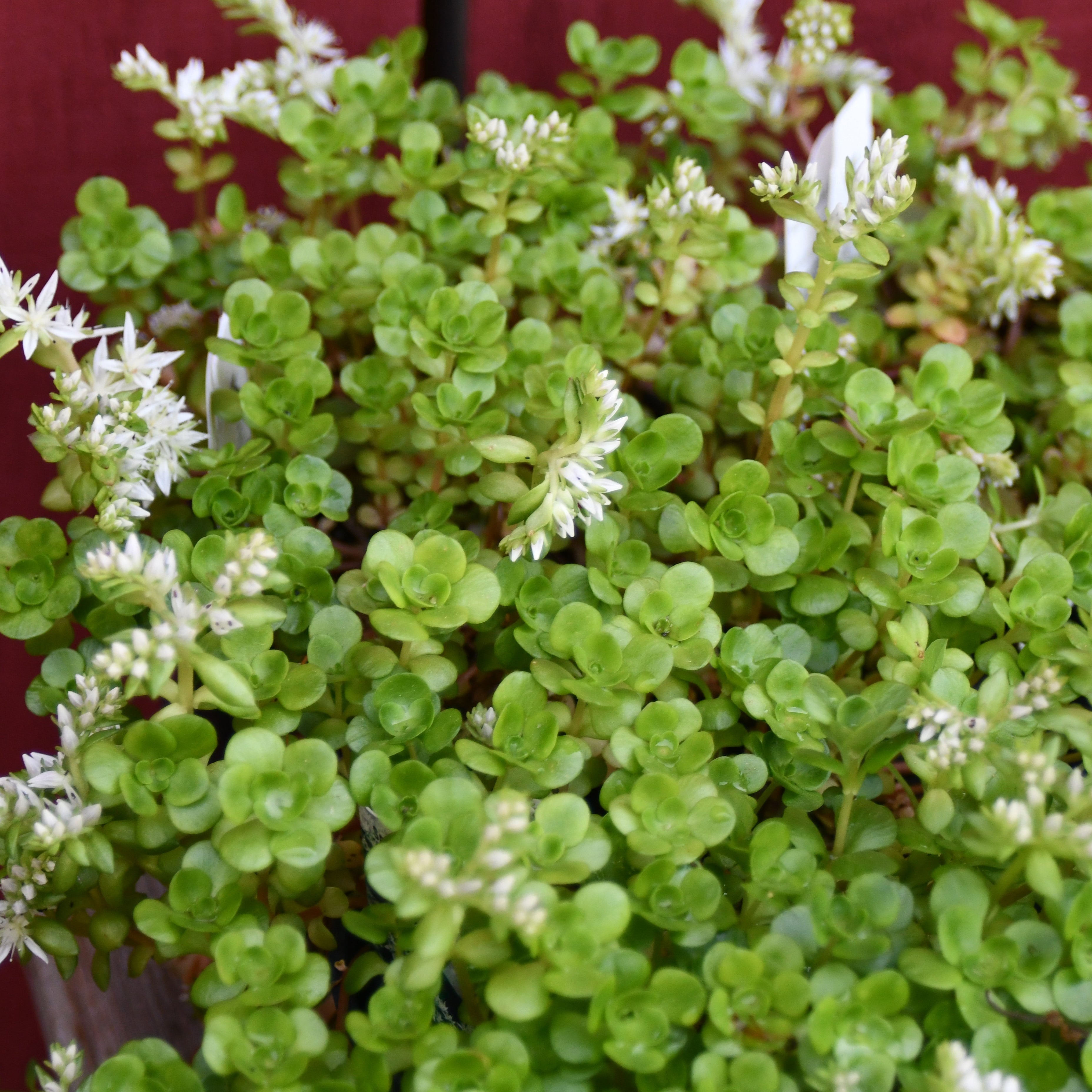 Yew Dell Botanical Gardens