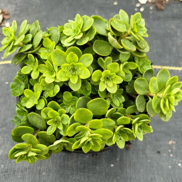 Sedum ternatum 'Larinem Park' (Woodland Stonecrop)