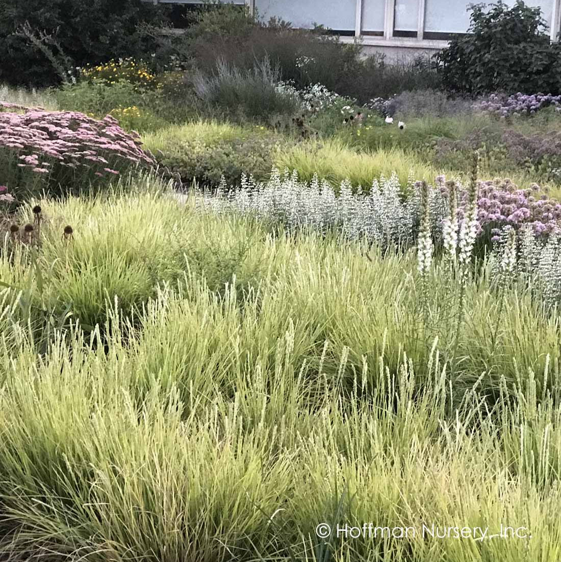 Sesleria autumnalis (Autumn Moor Grass)