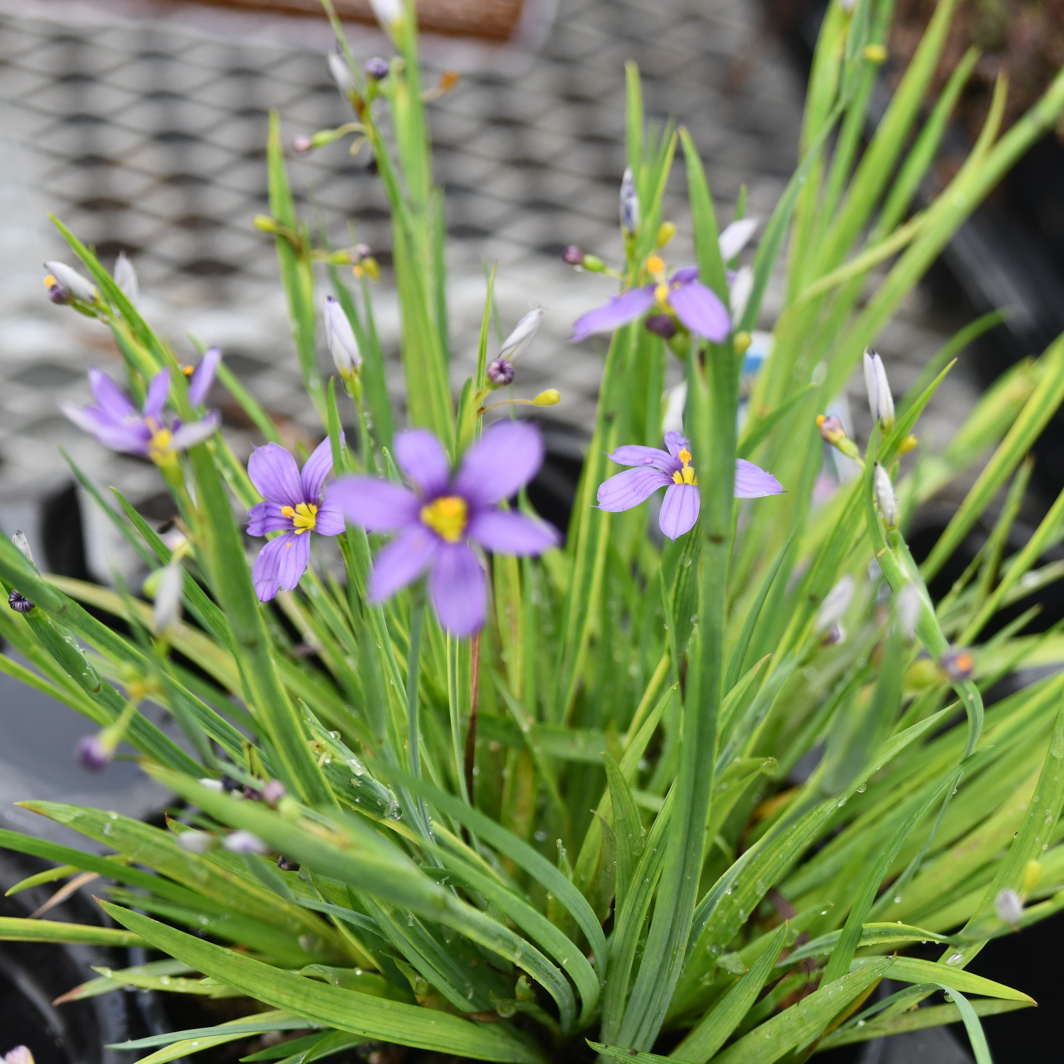 Yew Dell Botanical Gardens
