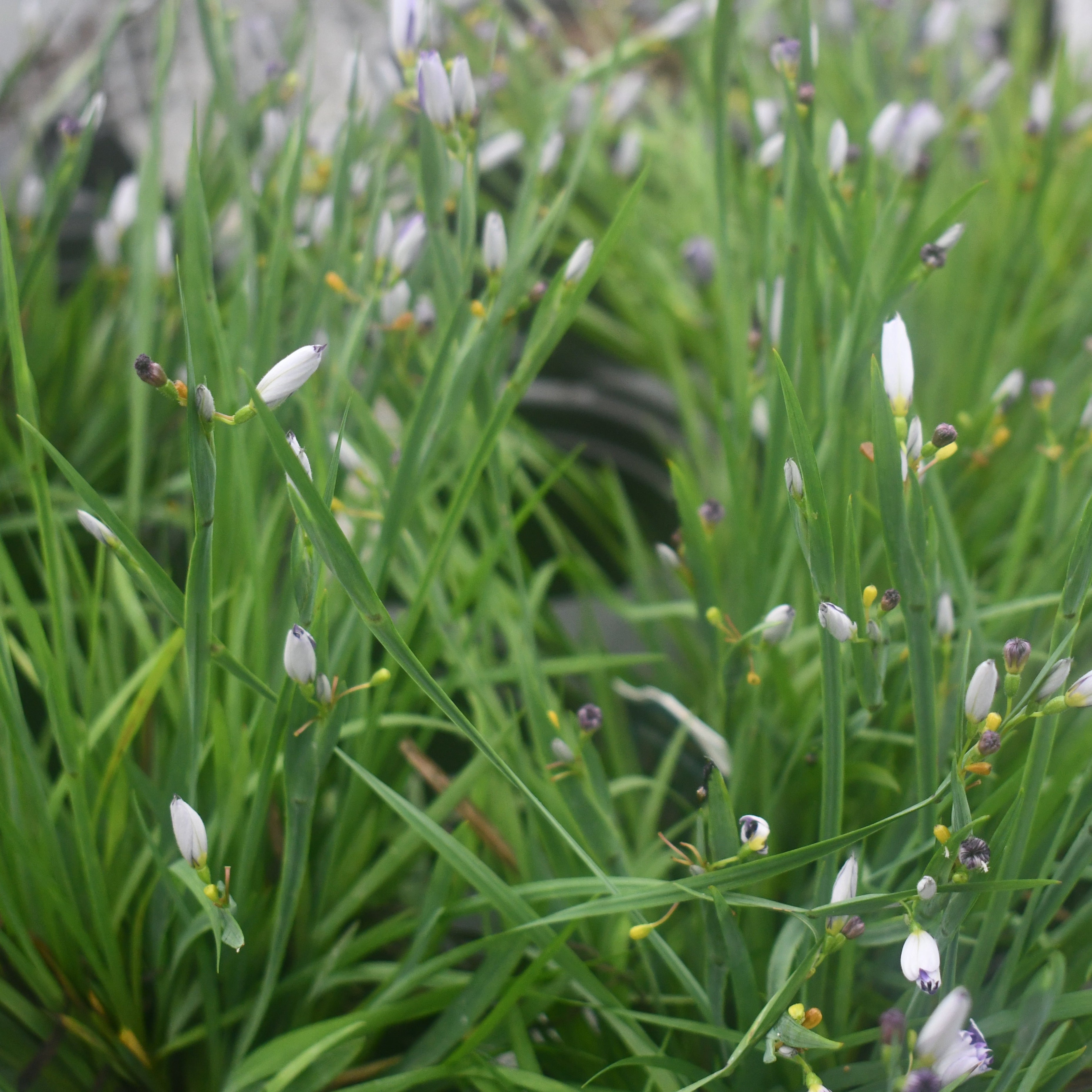 Sisyrinchium angustifolium 'Lucerne' (Blue-eyed Grass)