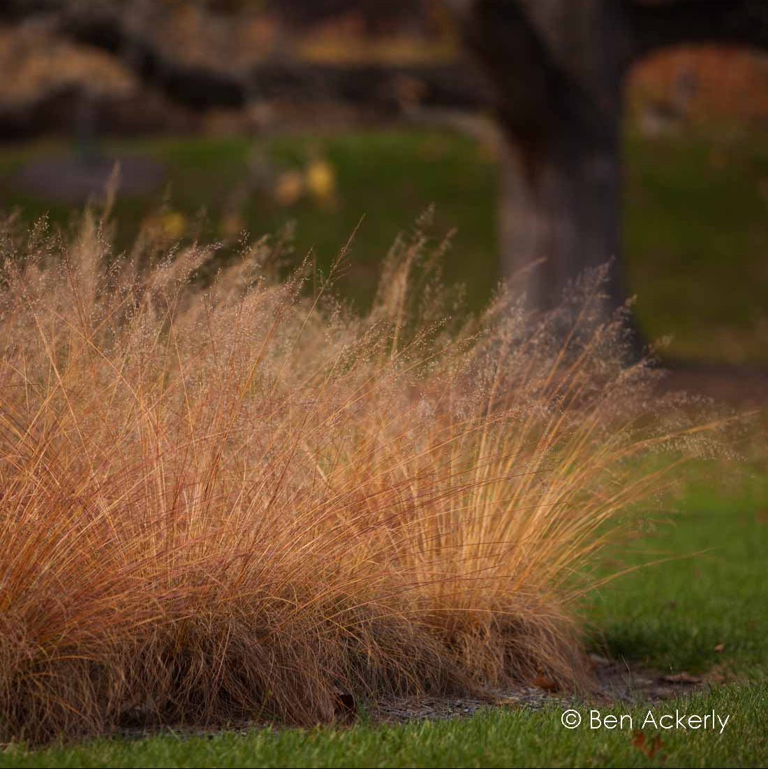 Sporobolus heterolepis (Prairie Dropseed)