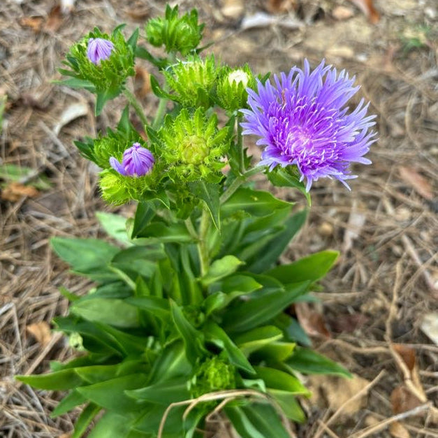 Stokesia laevis (Stoke's Aster)