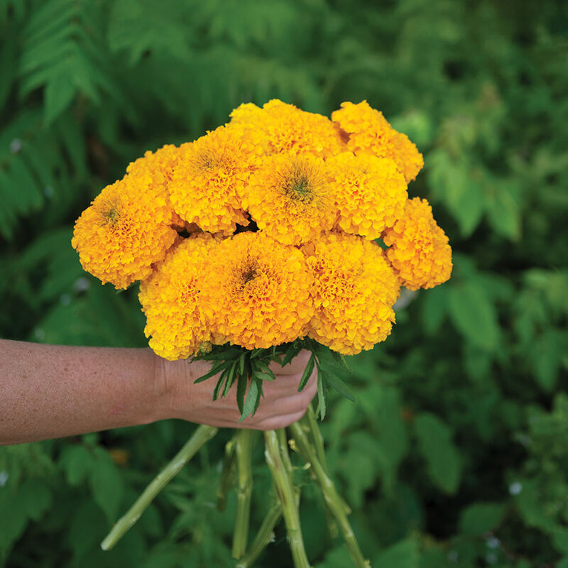 african marigolds seeds Tagetes erecta 'Coco™ Gold' (African Marigold)