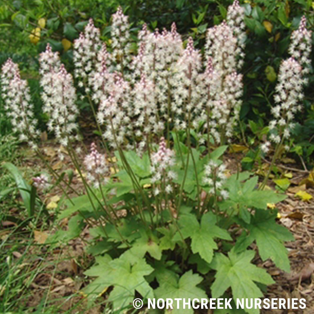 Tiarella cordifolia var. collina 'Oakleaf' (Foamflower)
