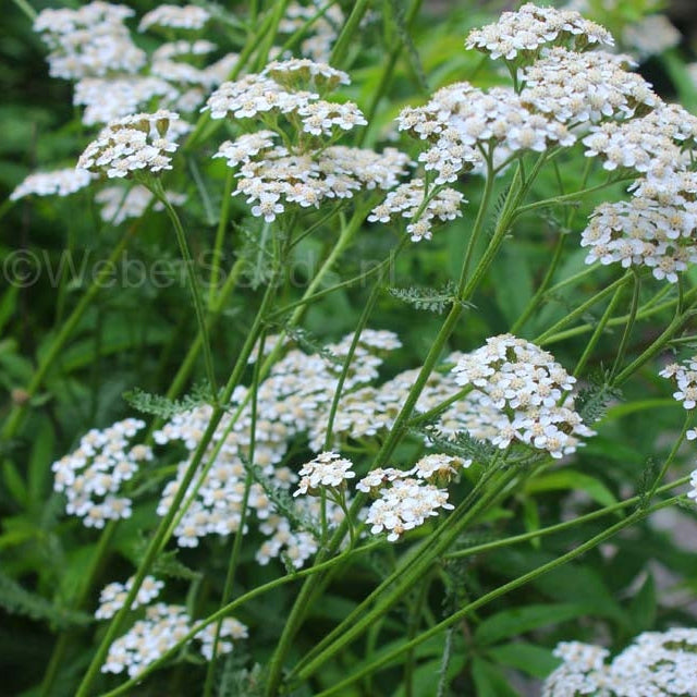 Yew Dell Botanical Gardens