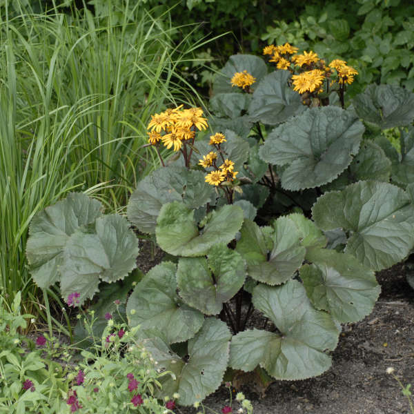 Ligularia dentata 'Britt-Marie Crawford' (Leapord Plant)
