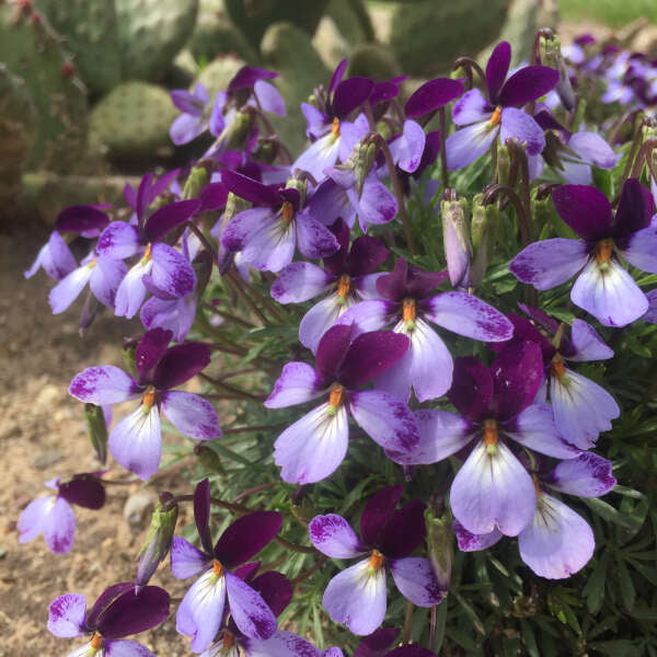 Viola pedata 'Eco Artist Palette' (Birdfoot Violet)