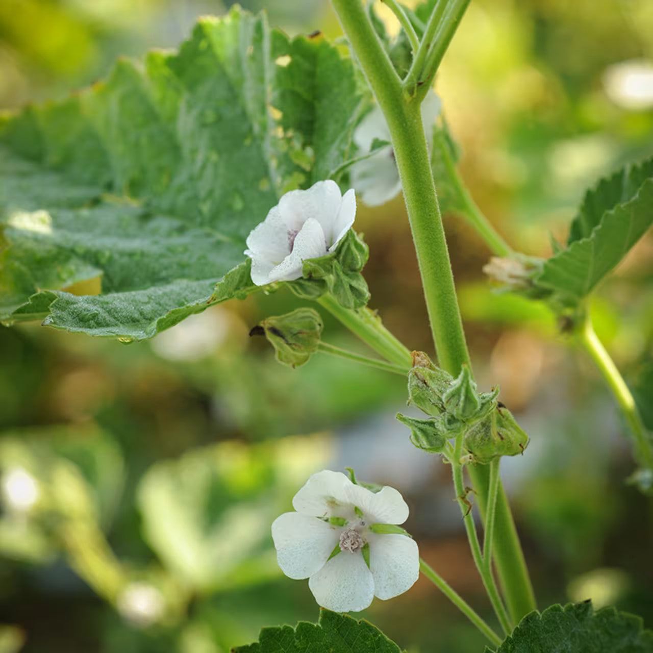 Althaea officinalis (Marsh mallow)