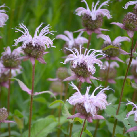 Monarda bradburiana (Beebalm)