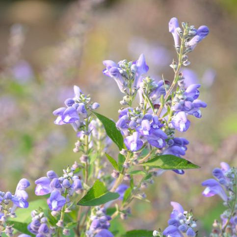 Scutellaria incana (Downy Skullcap)