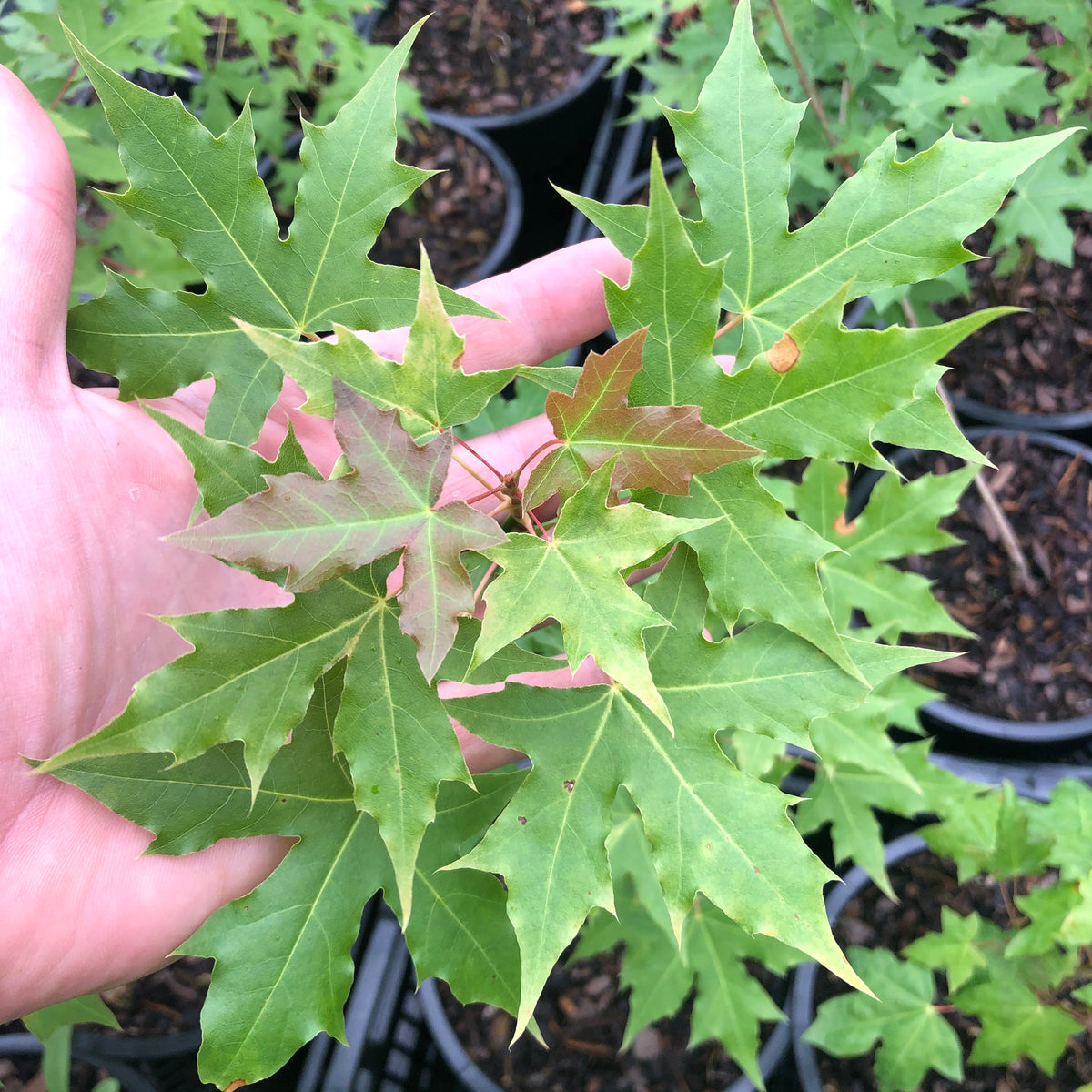Shantung Maple Root System