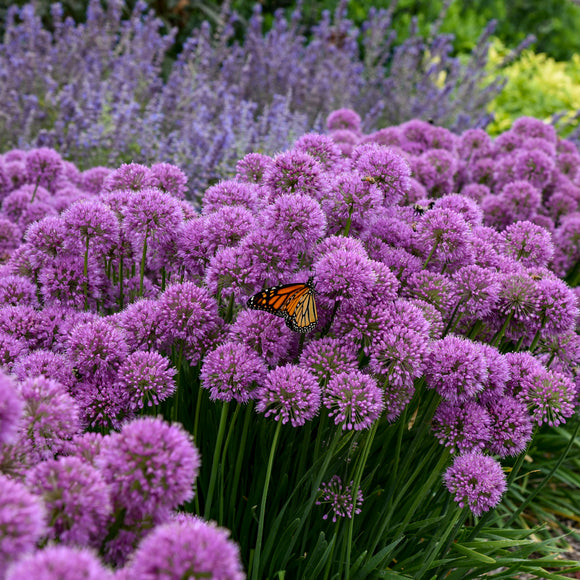 Allium 'Serendipity' (Ornamental Onion)